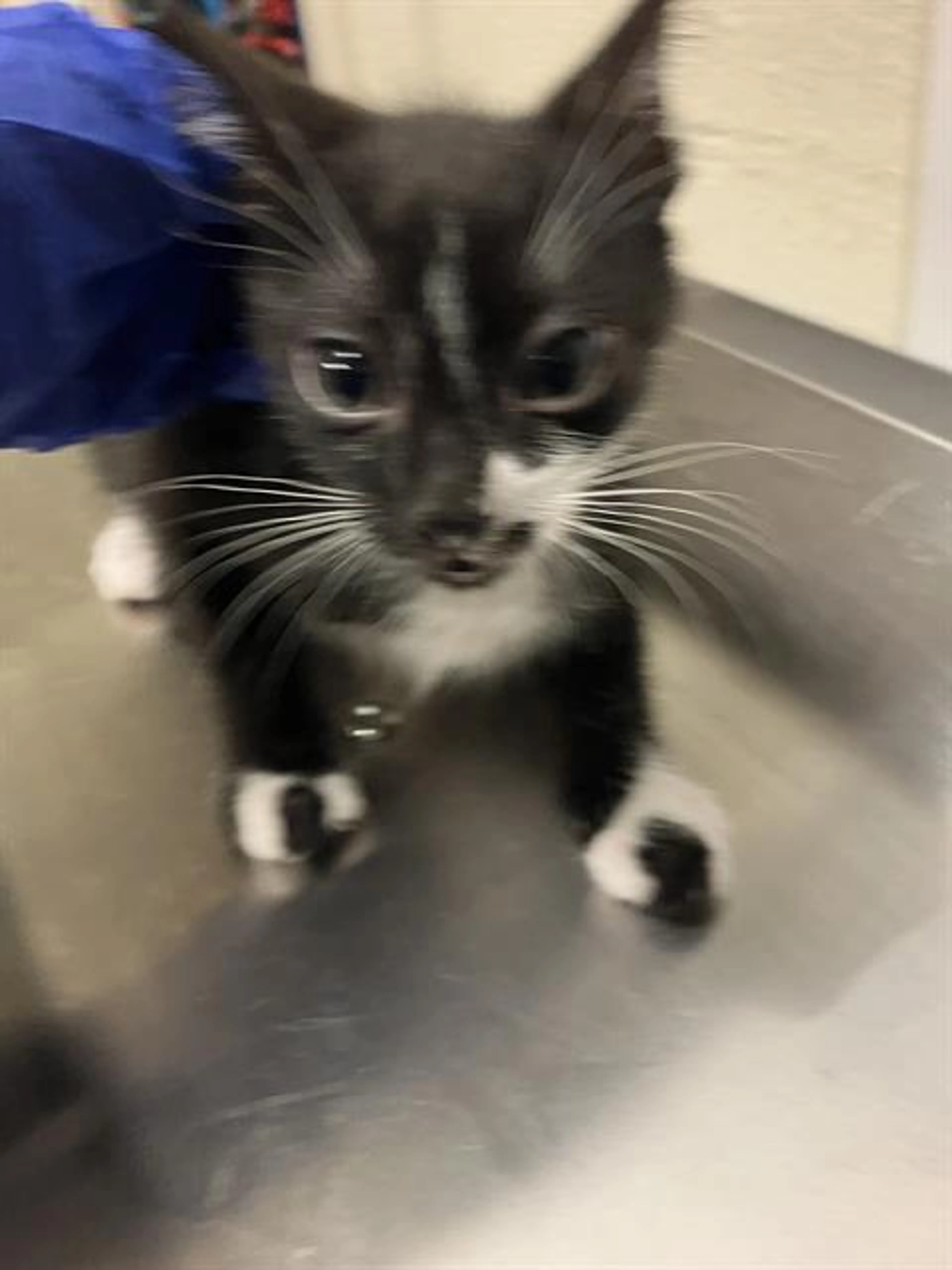 Found pet