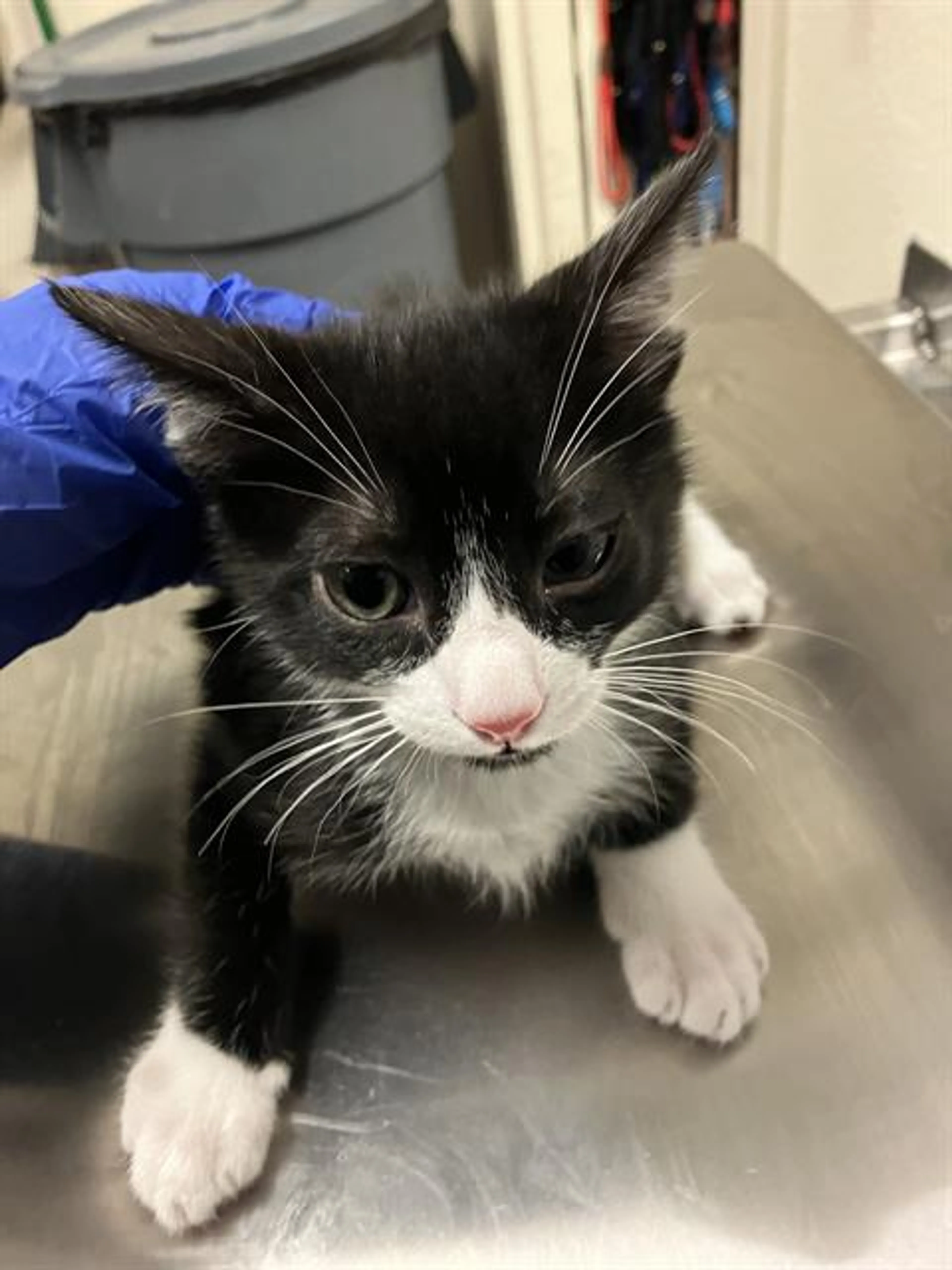 Found pet