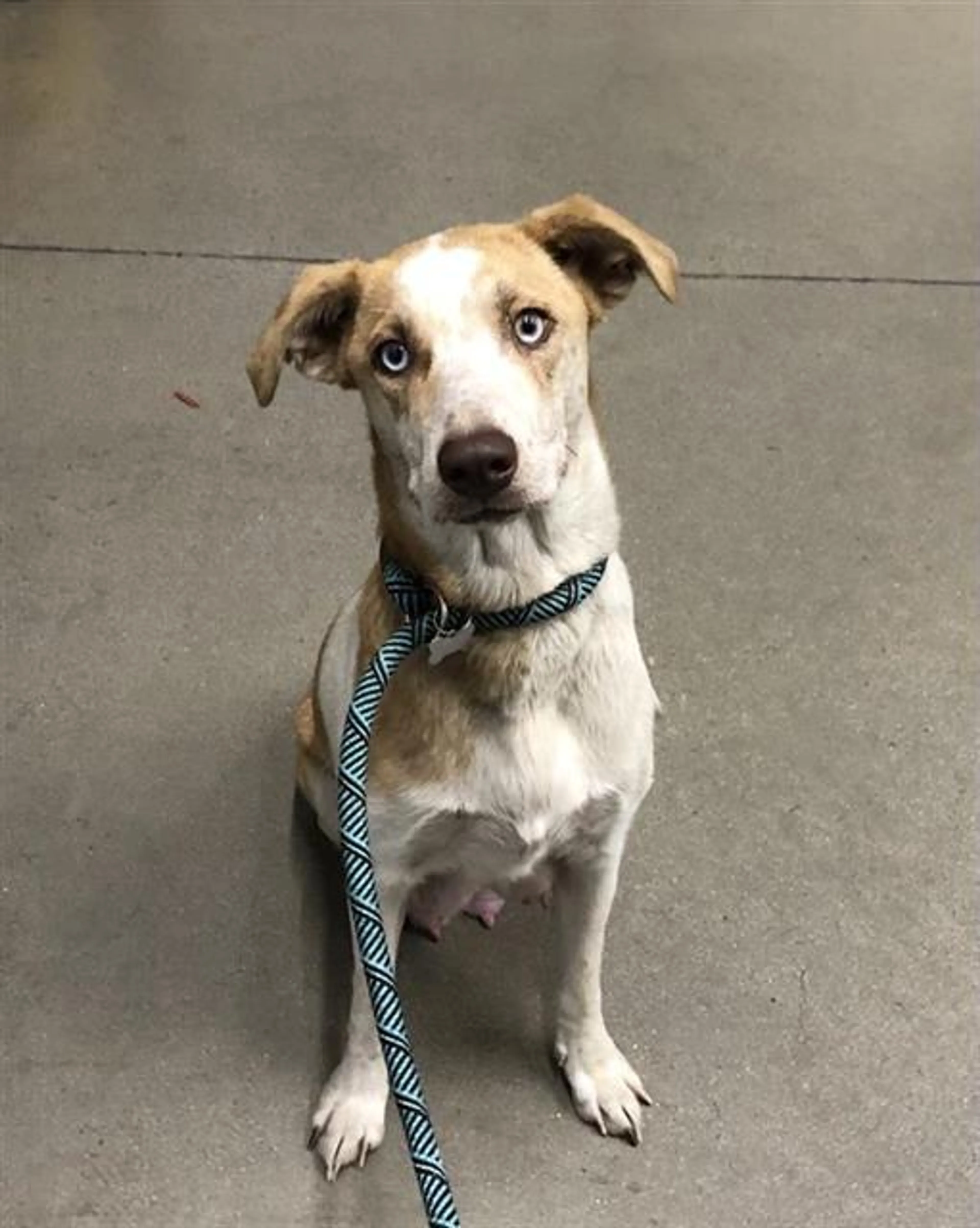 Found pet