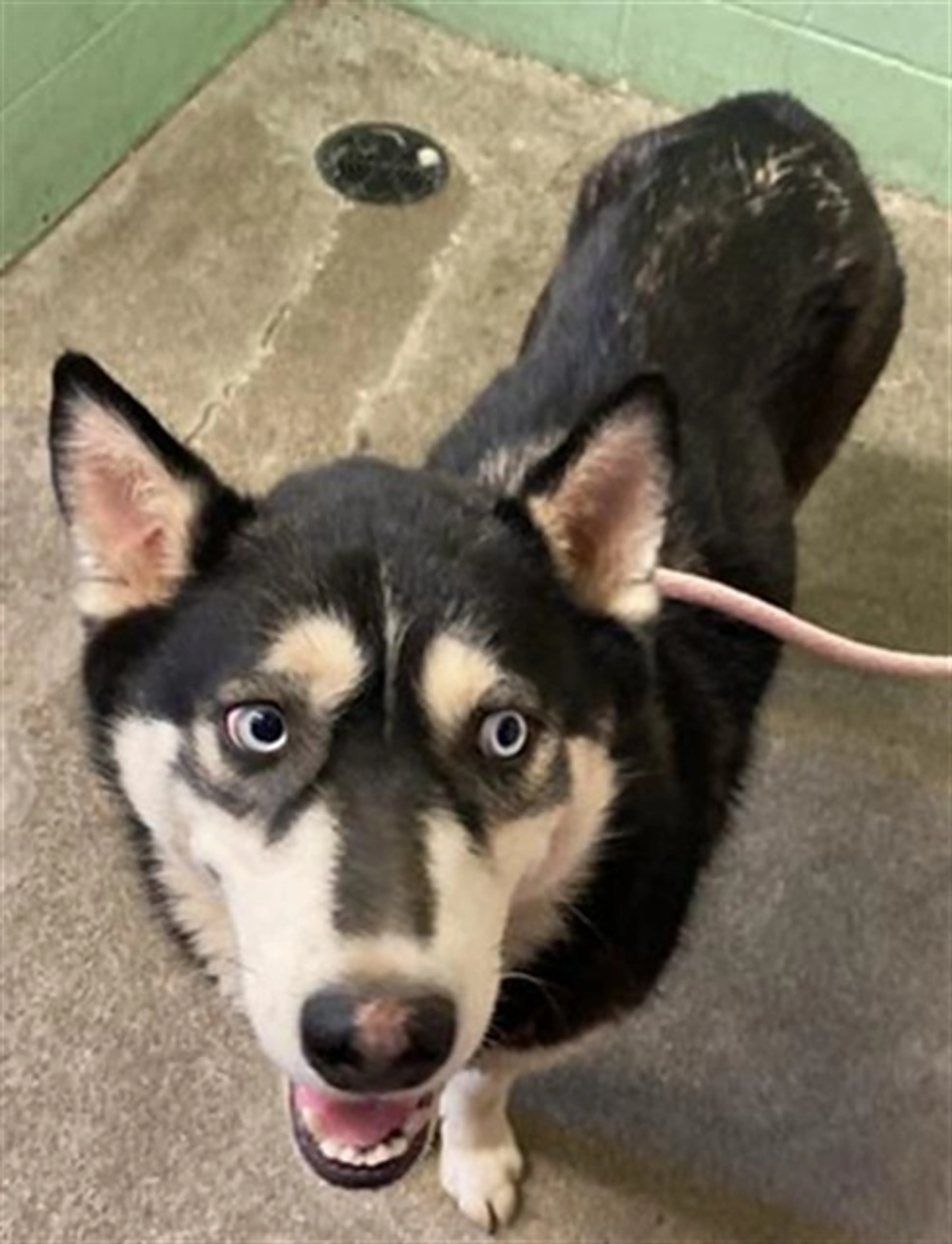 Found pet