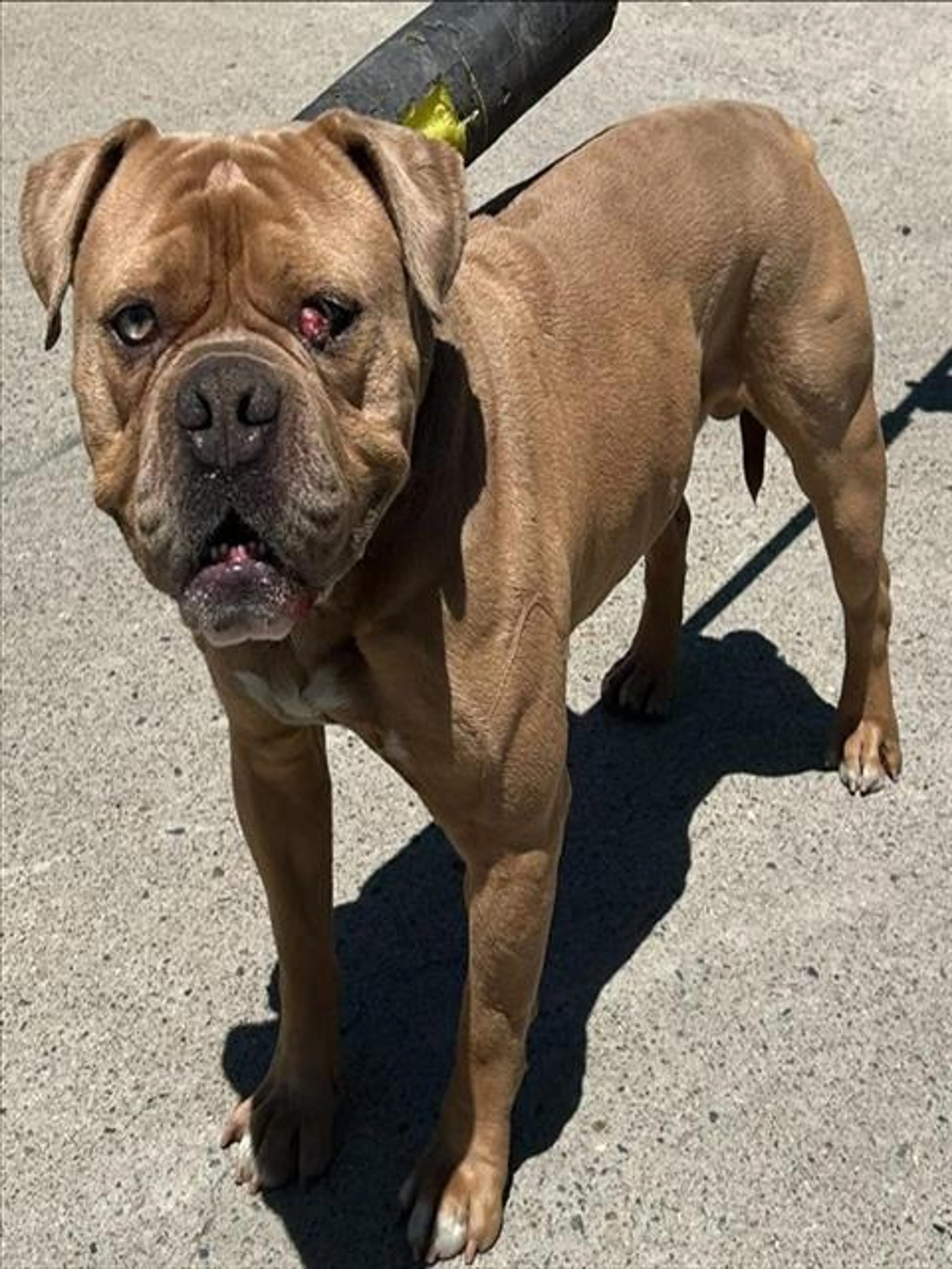 Found pet