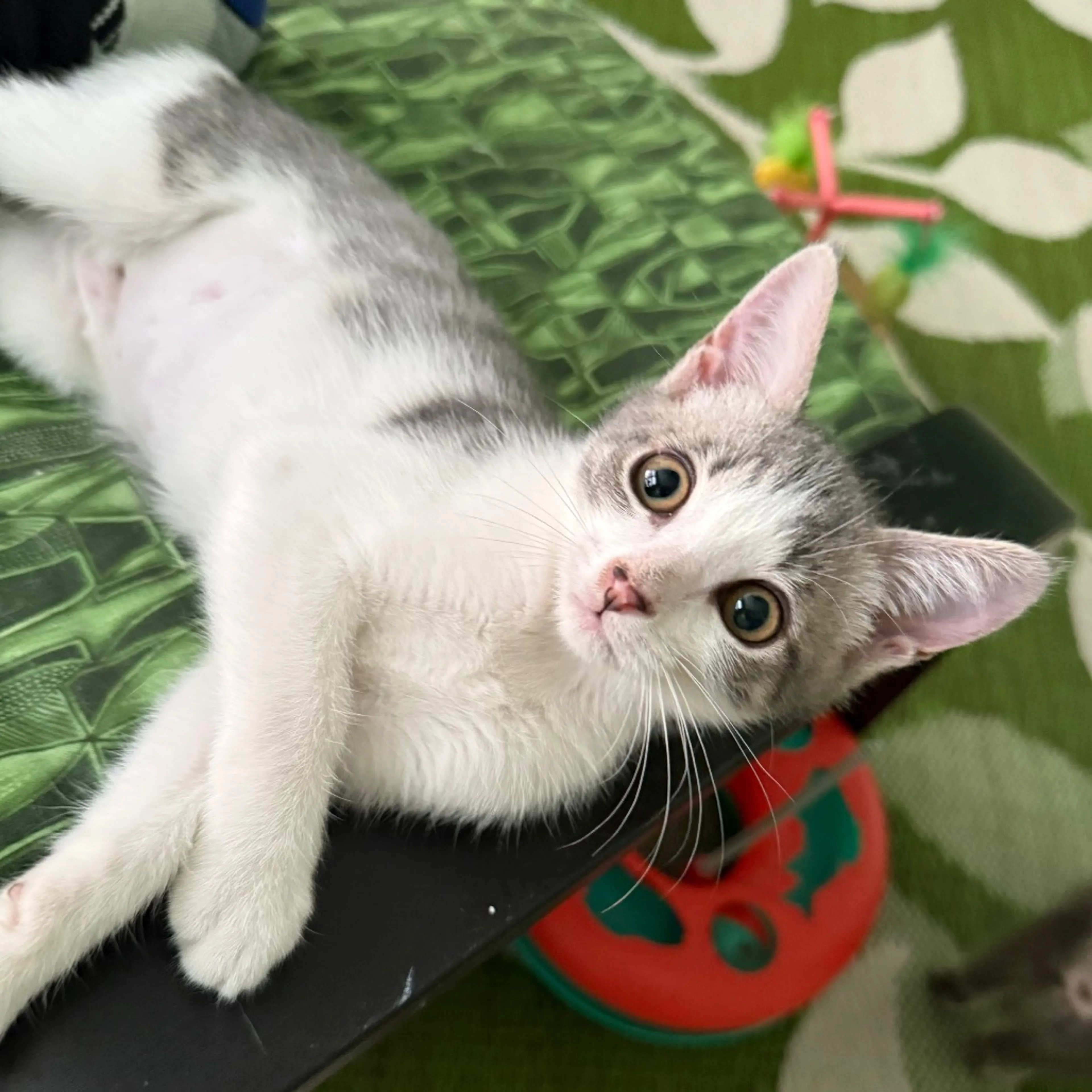 Found pet-1