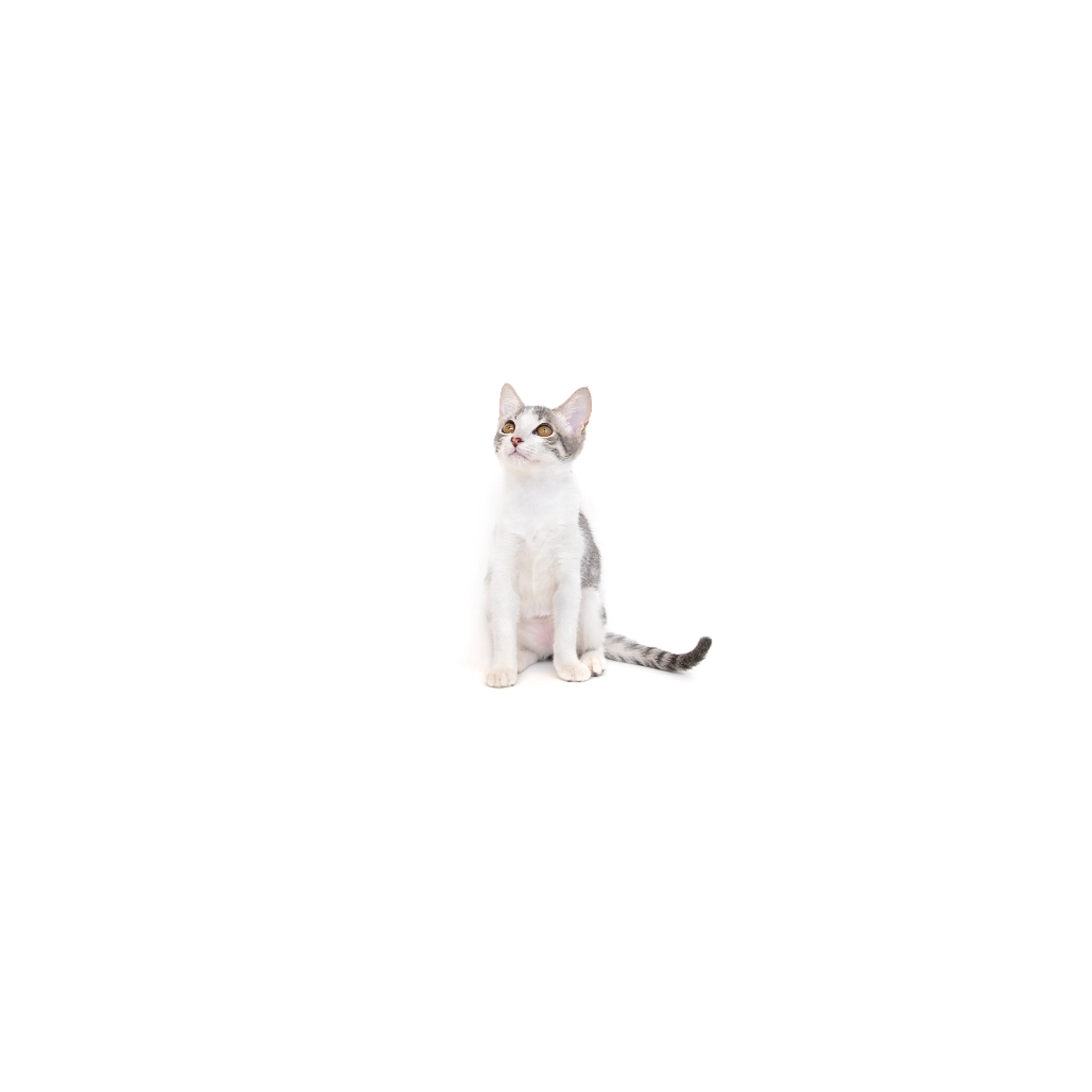 Found pet-0