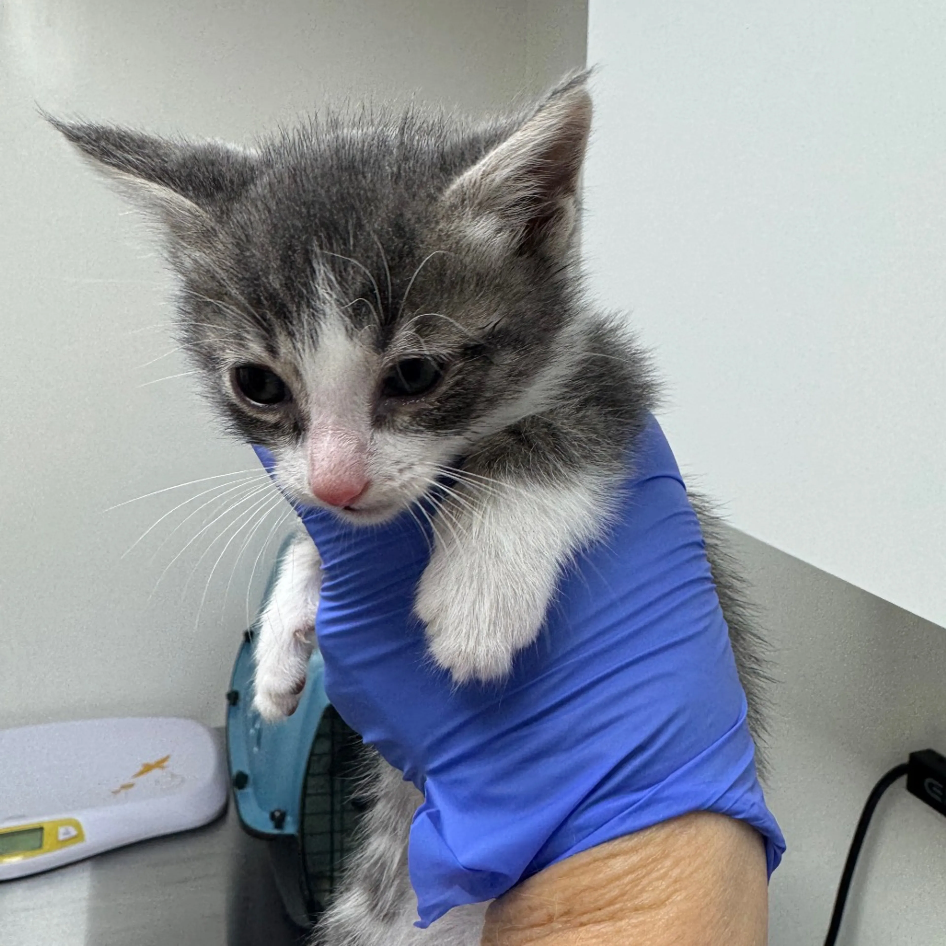 Found pet-1
