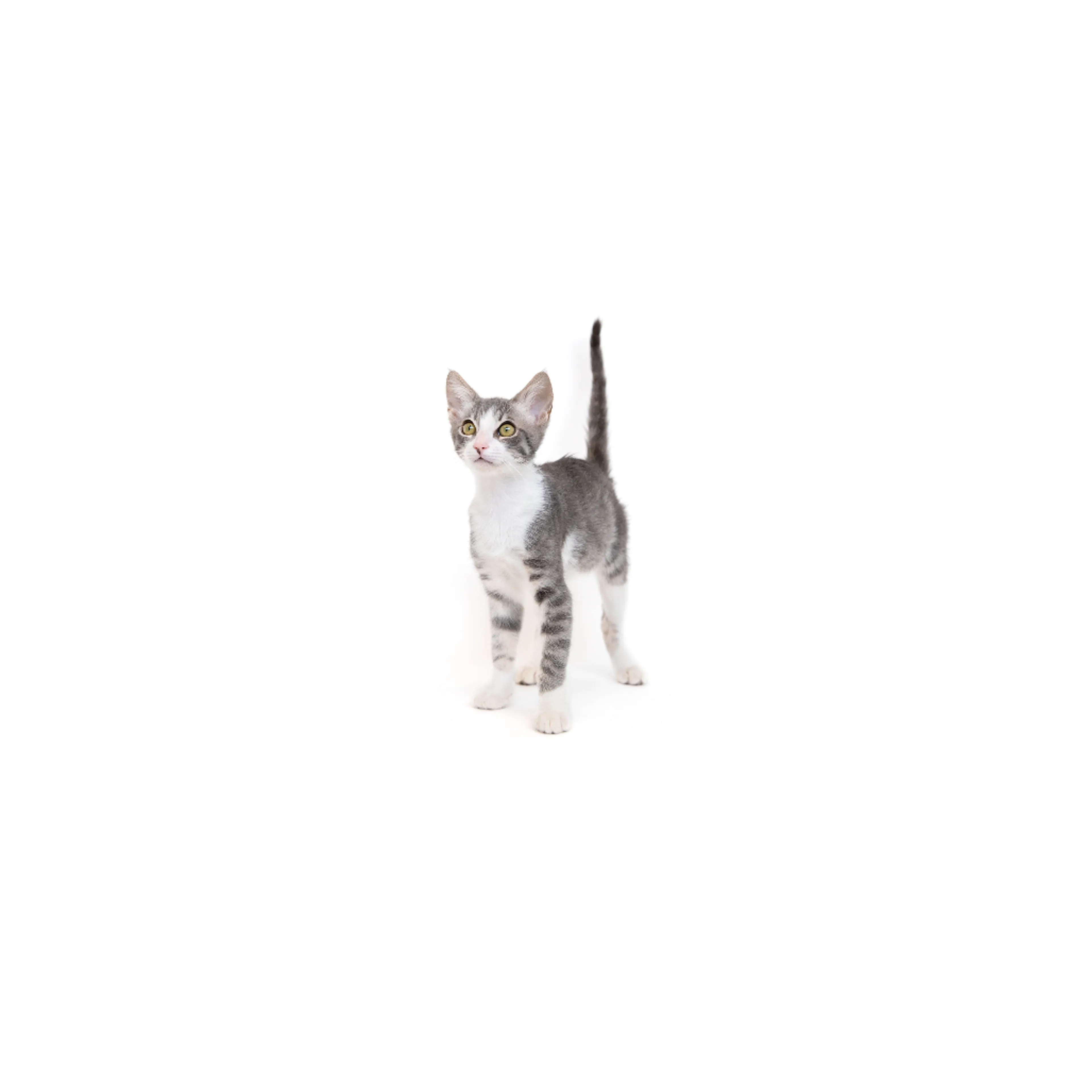 Found pet-0