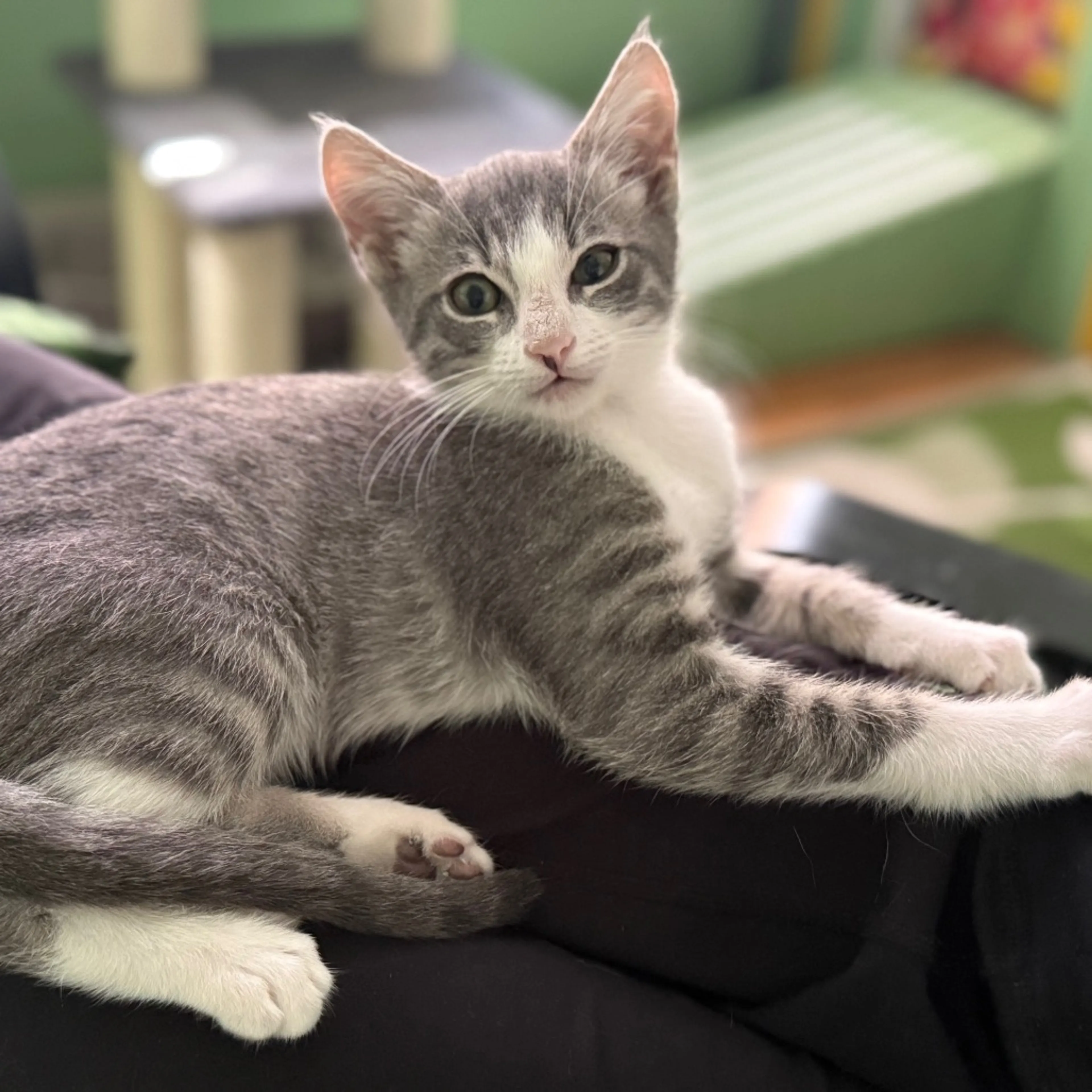 Found pet-2