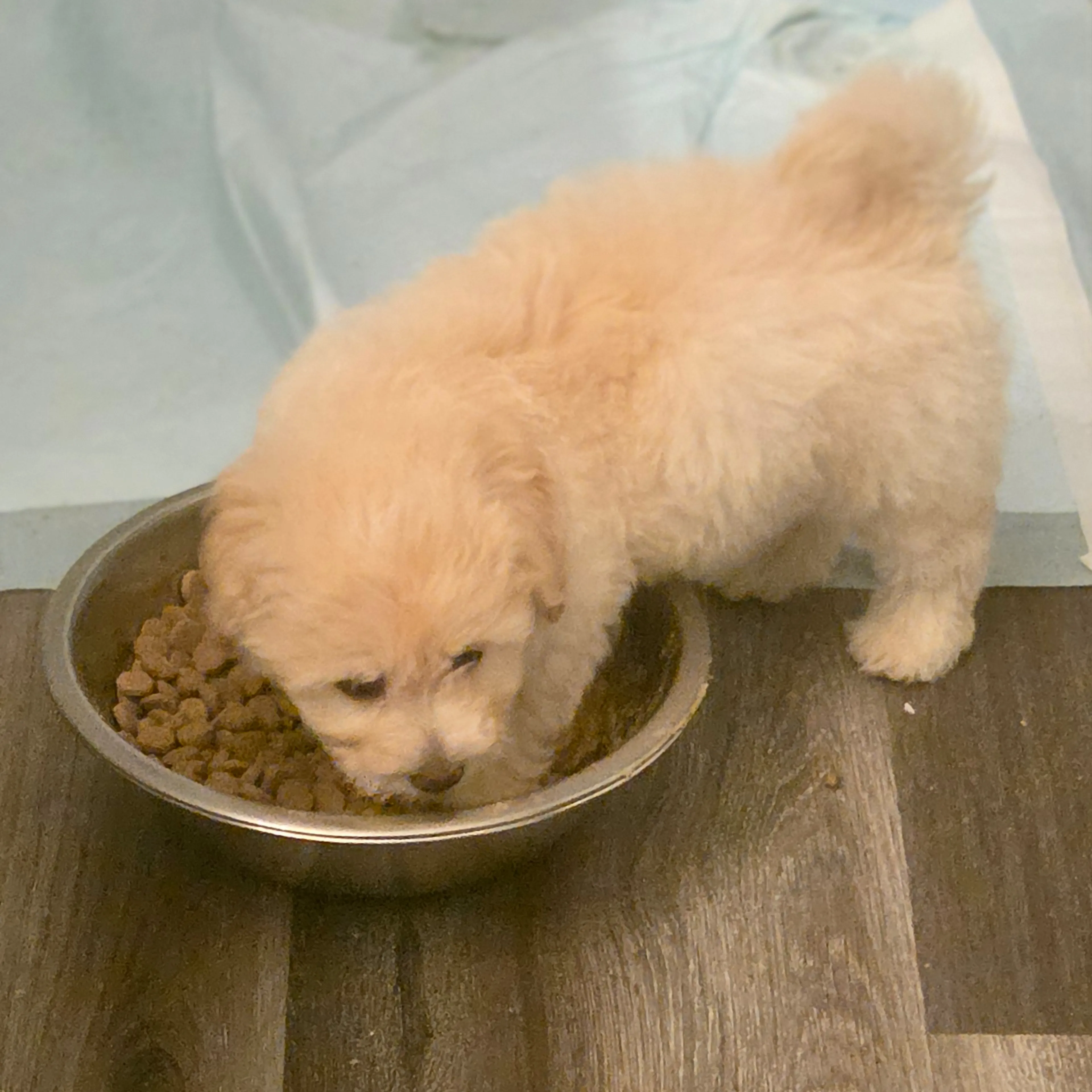 Lost pet-1