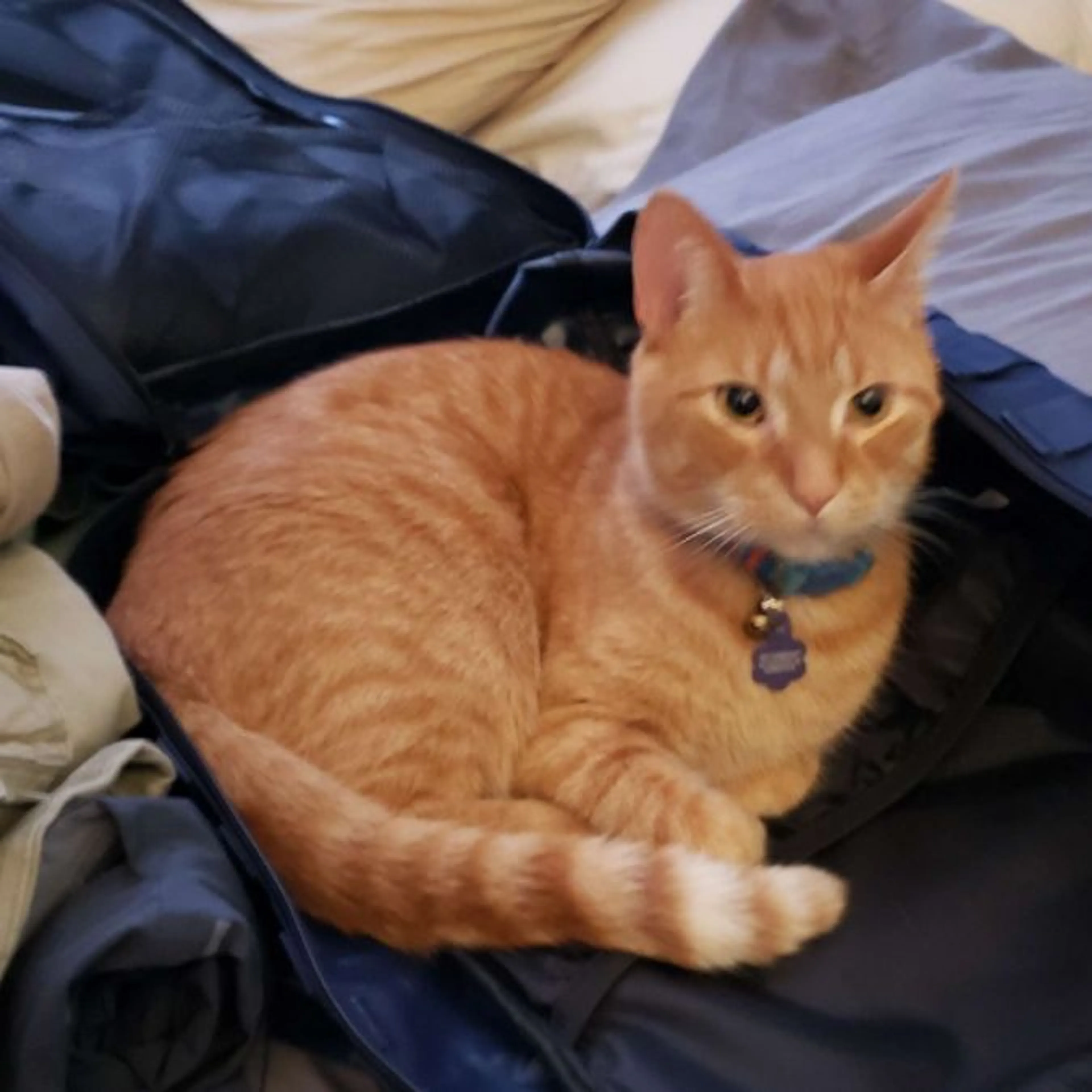 Lost pet-0