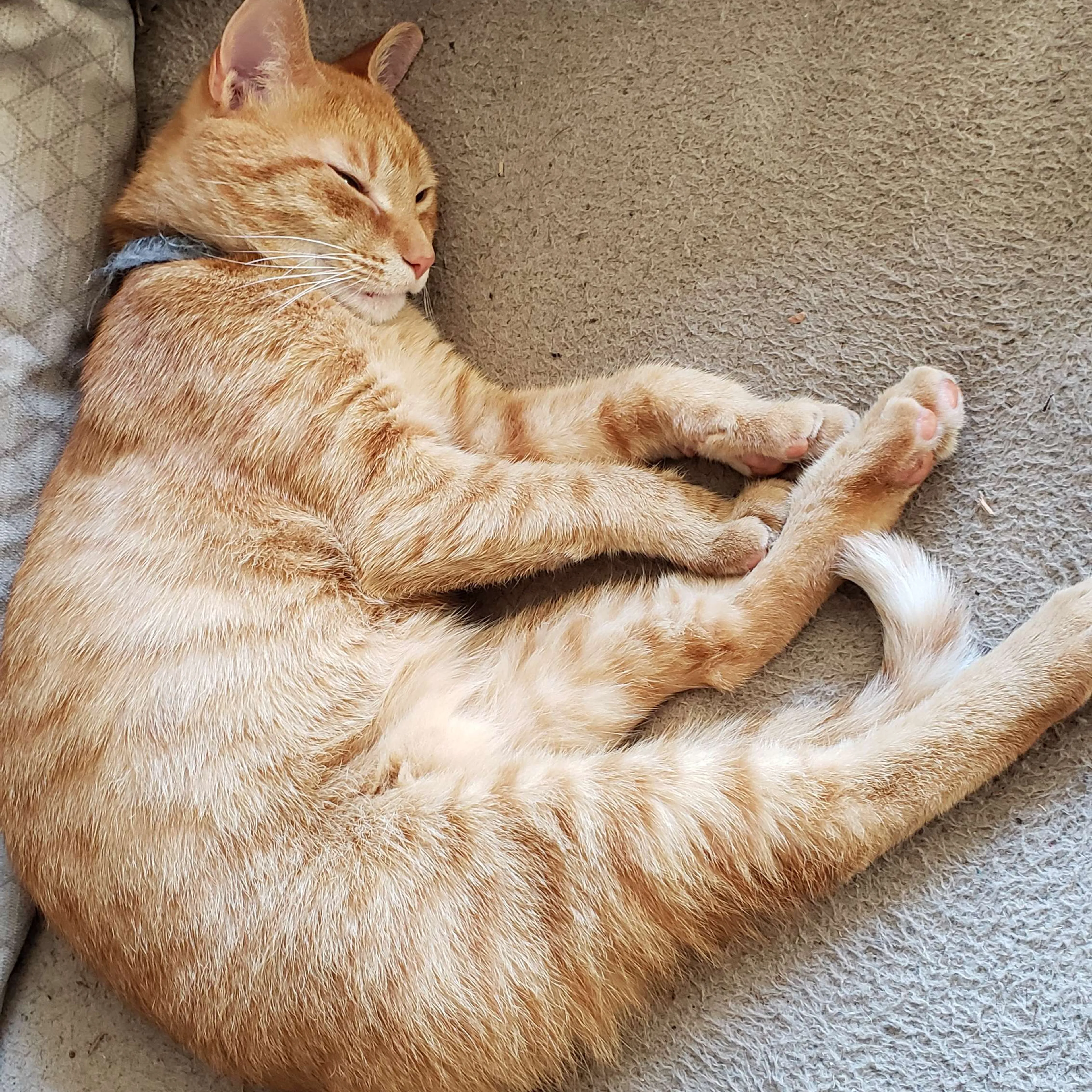Lost pet-1