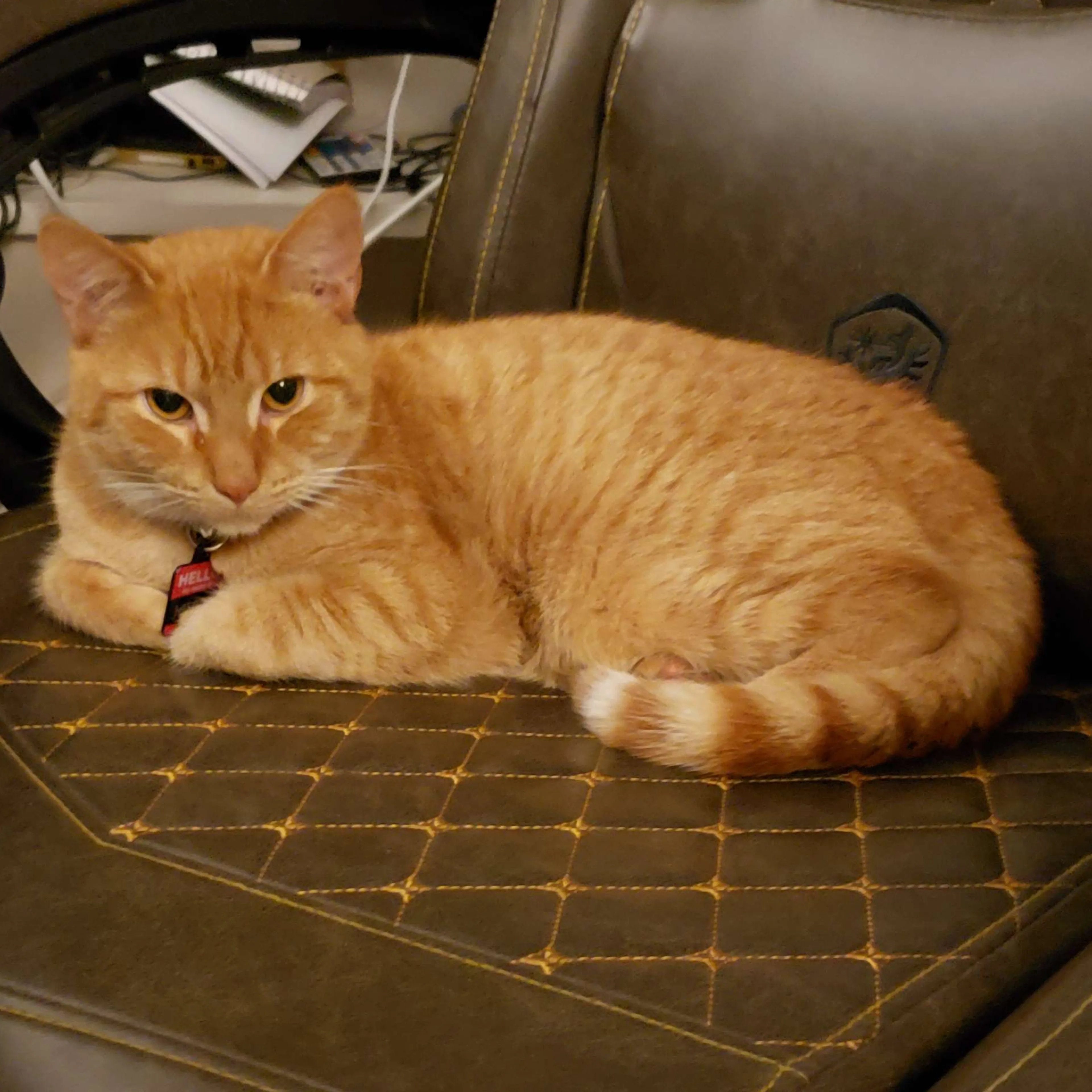 Lost pet-2