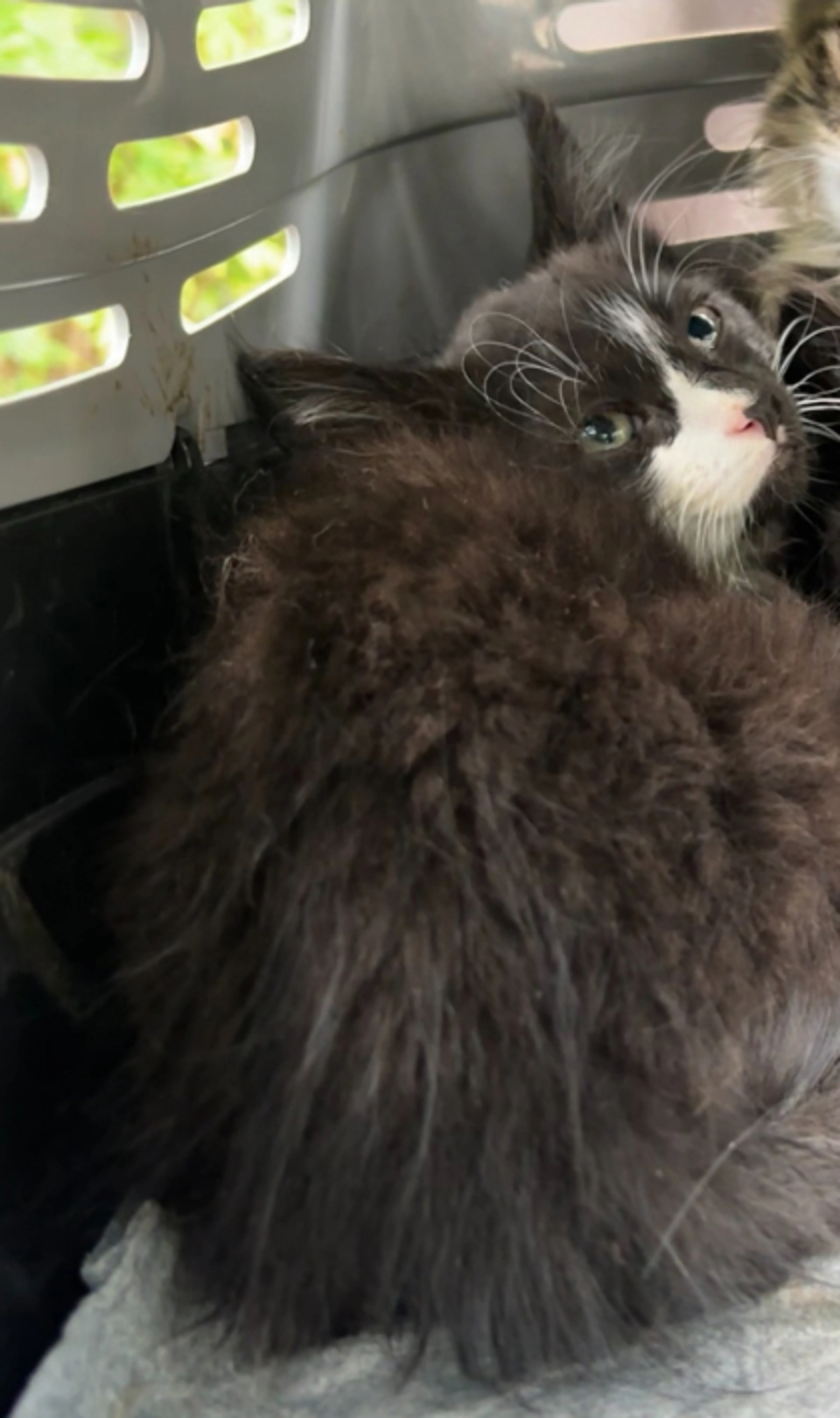 Found pet
