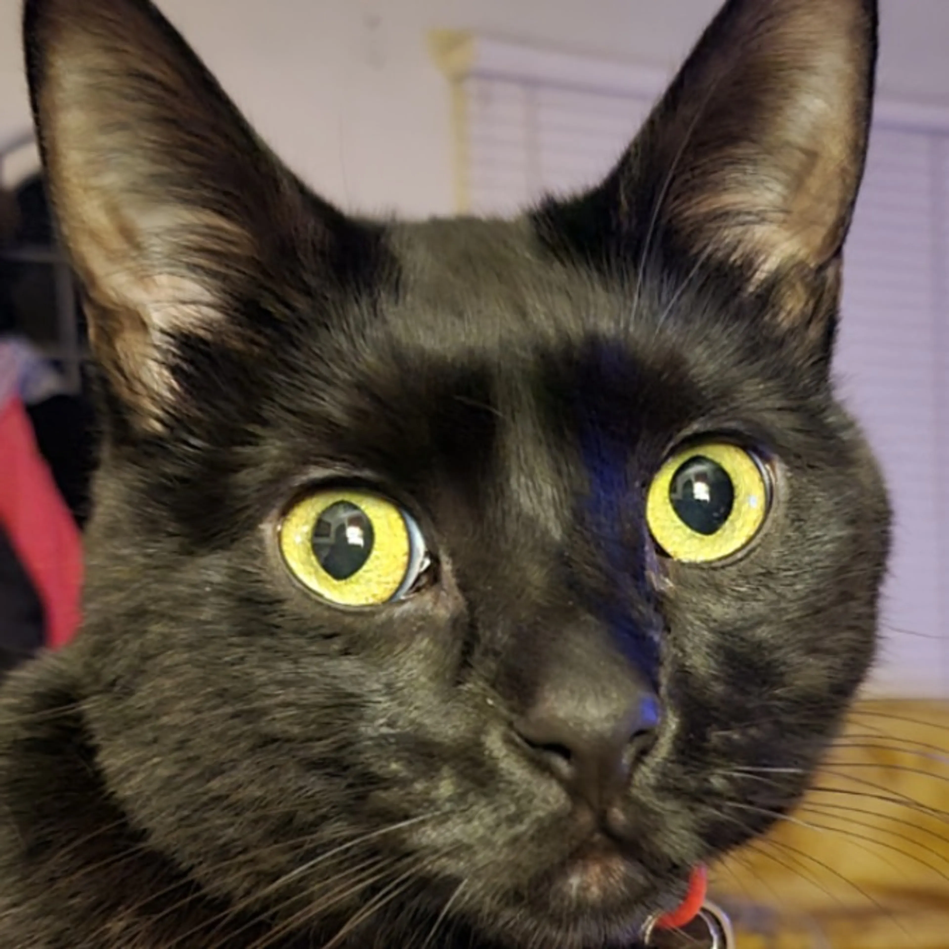 Lost pet-0