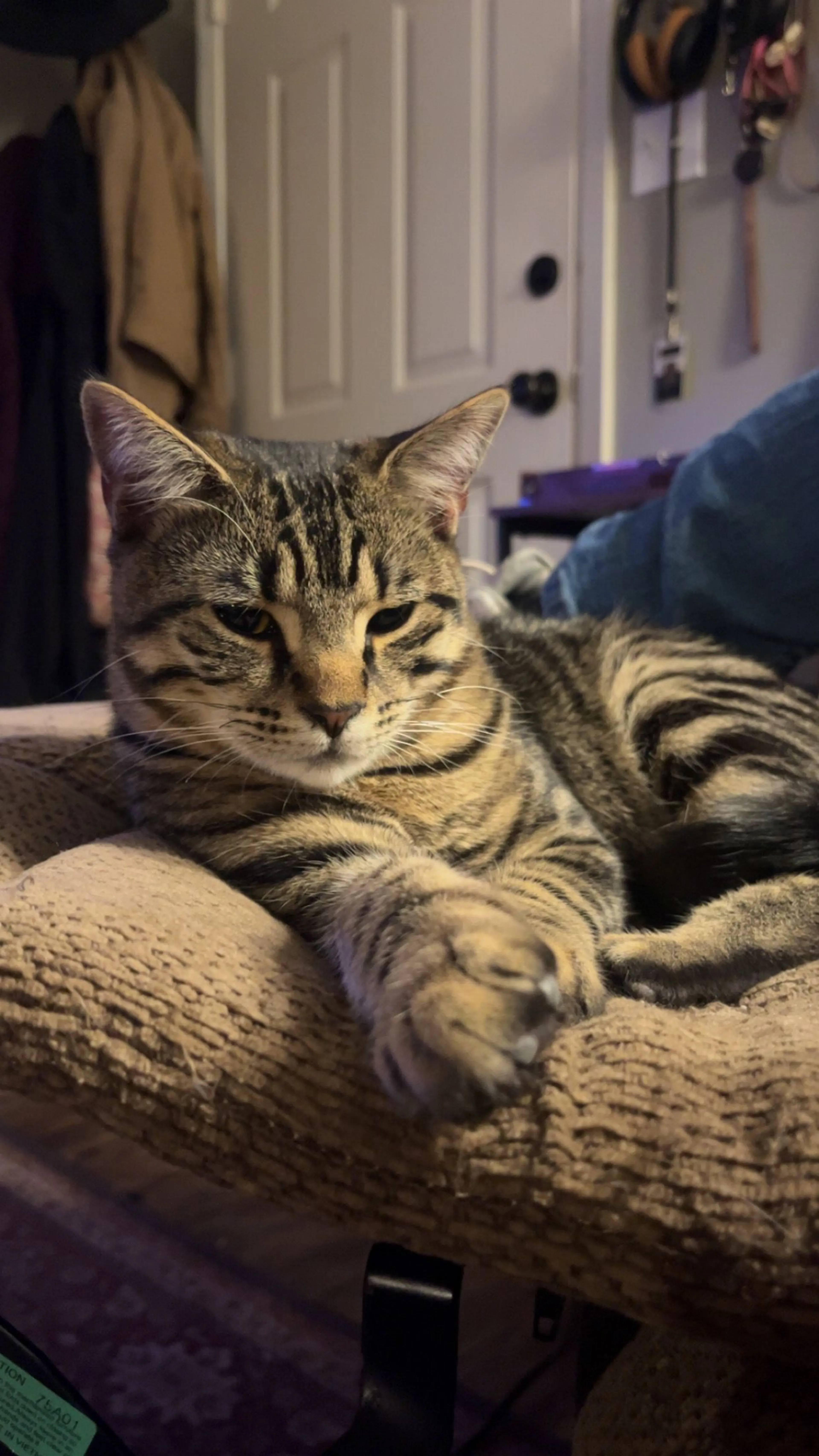 Lost pet-4