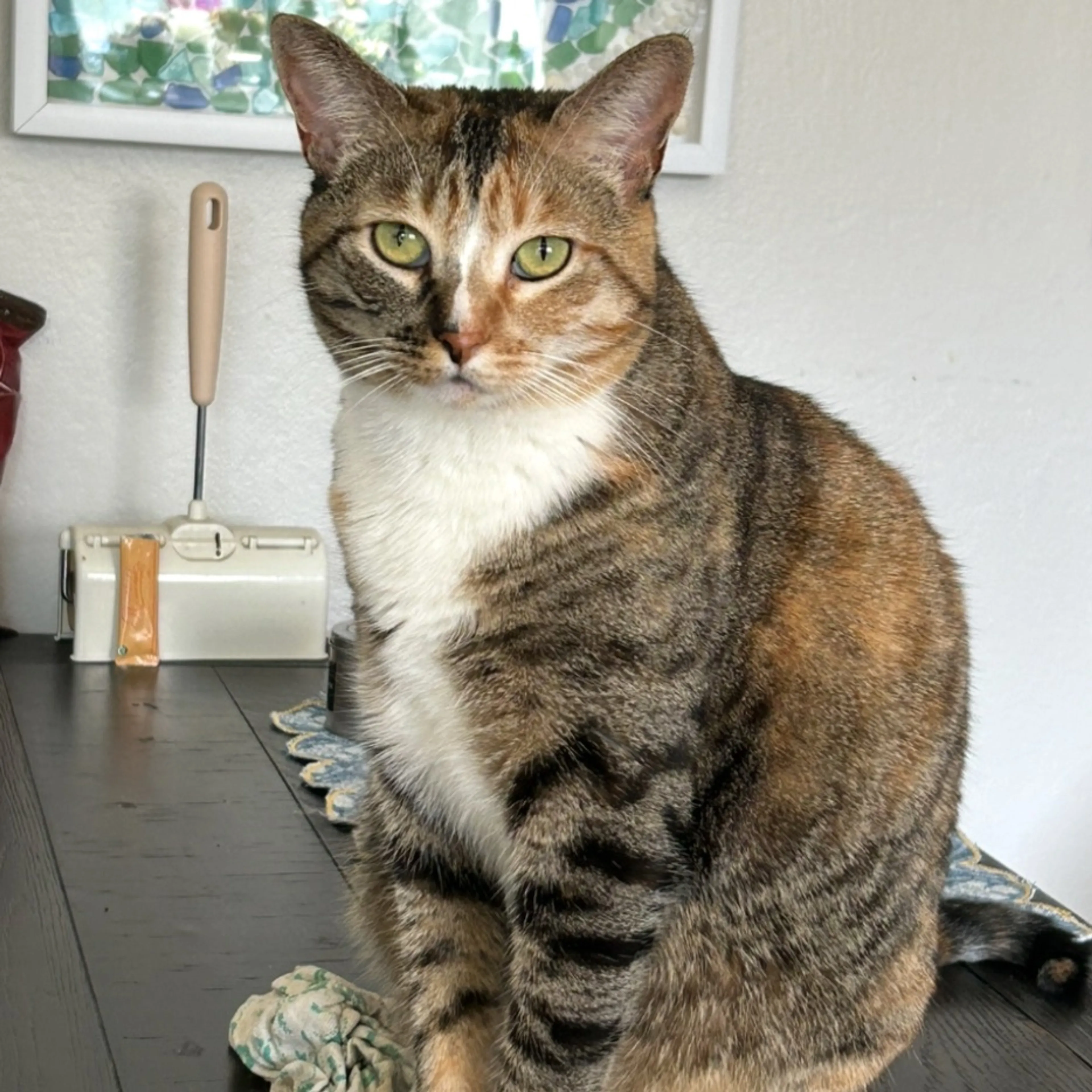 Lost pet-0