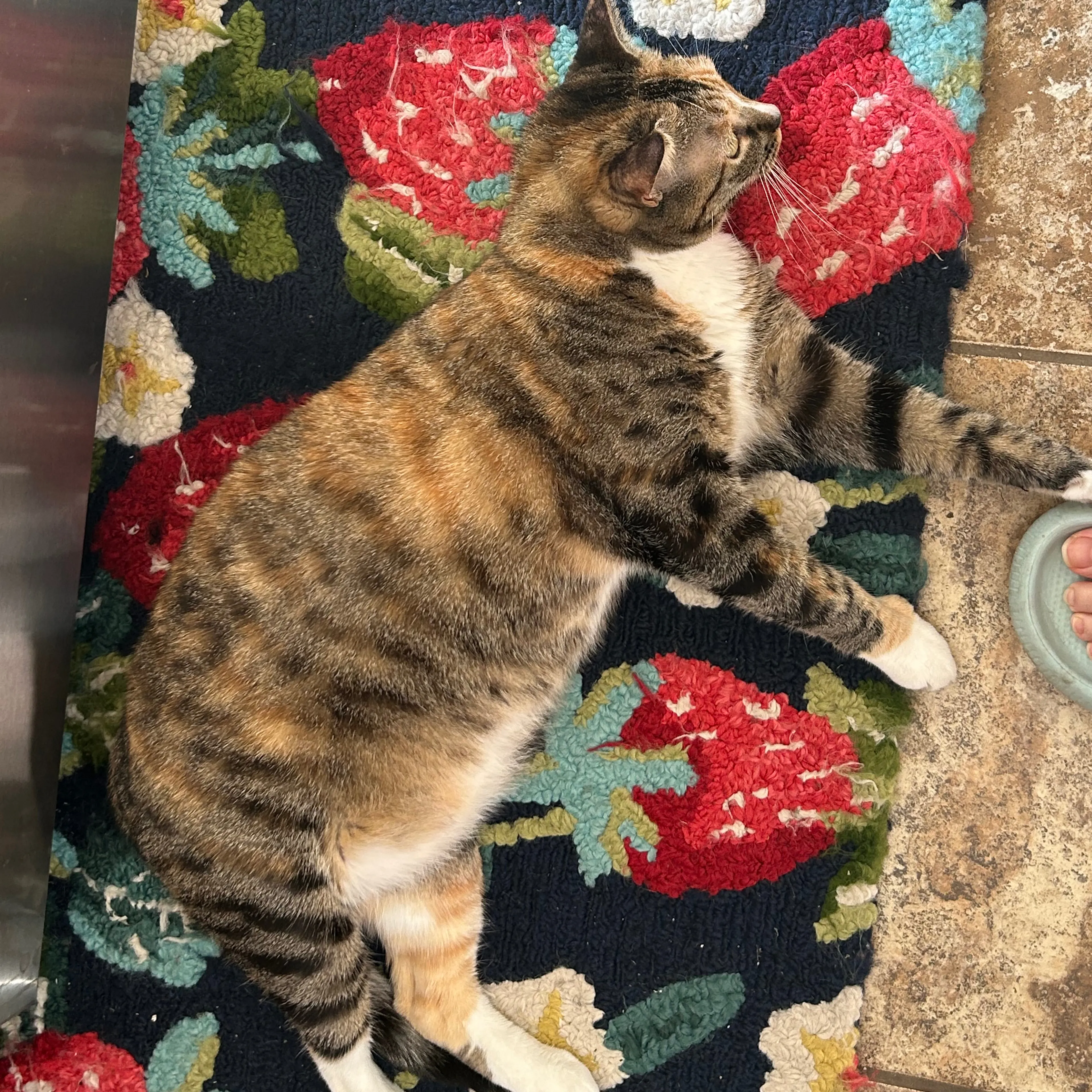 Lost pet-1