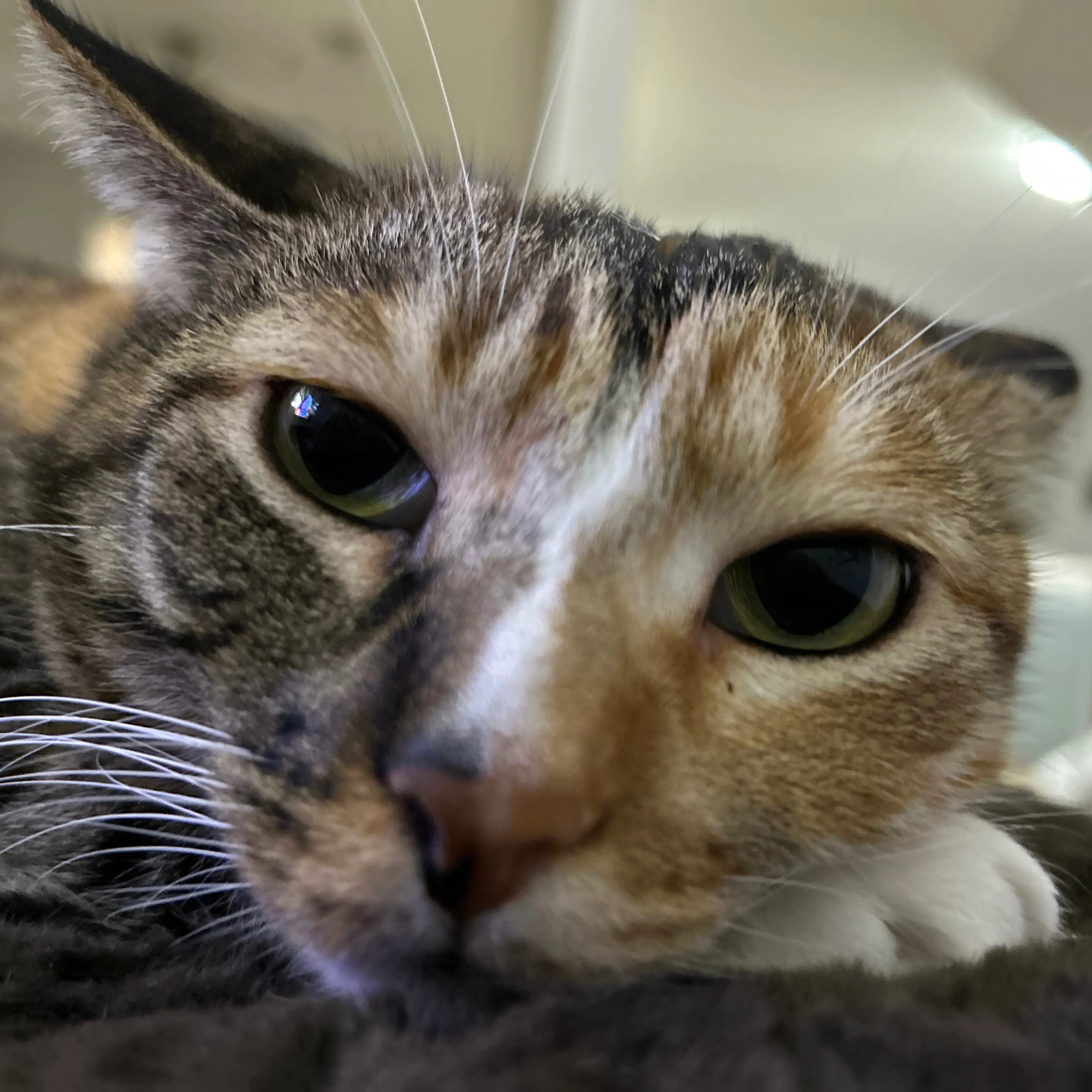 Lost pet-2