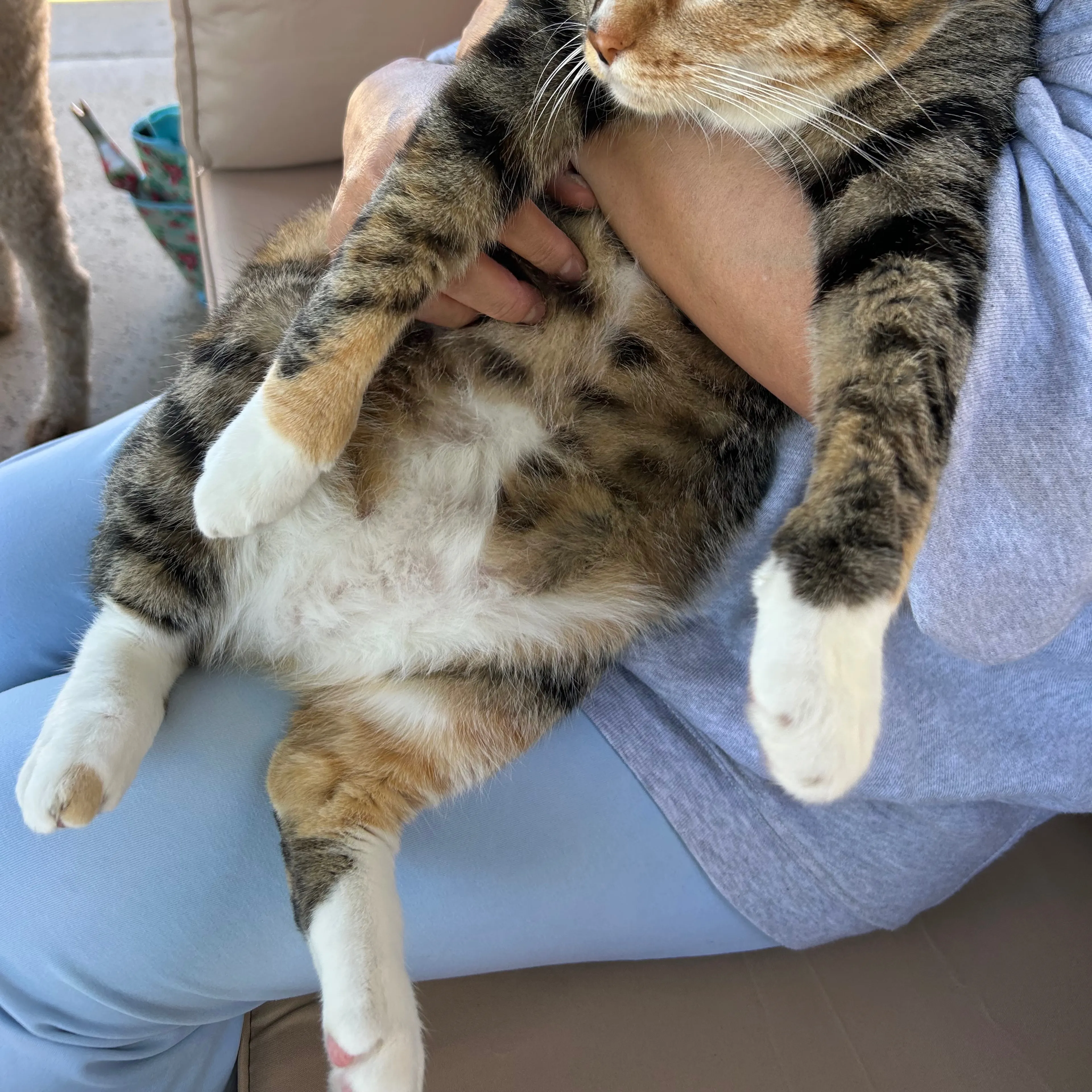 Lost pet-3