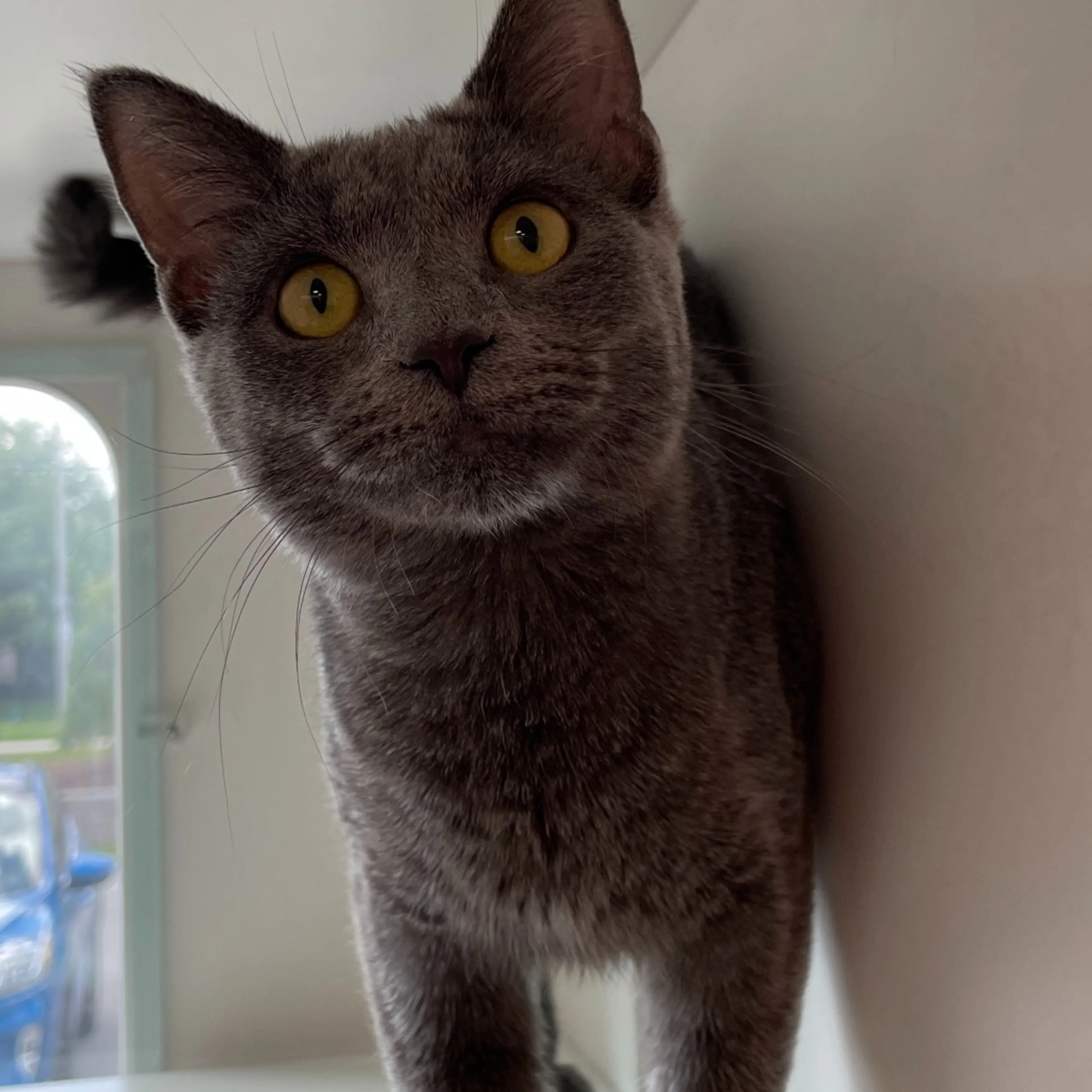 Found pet-1