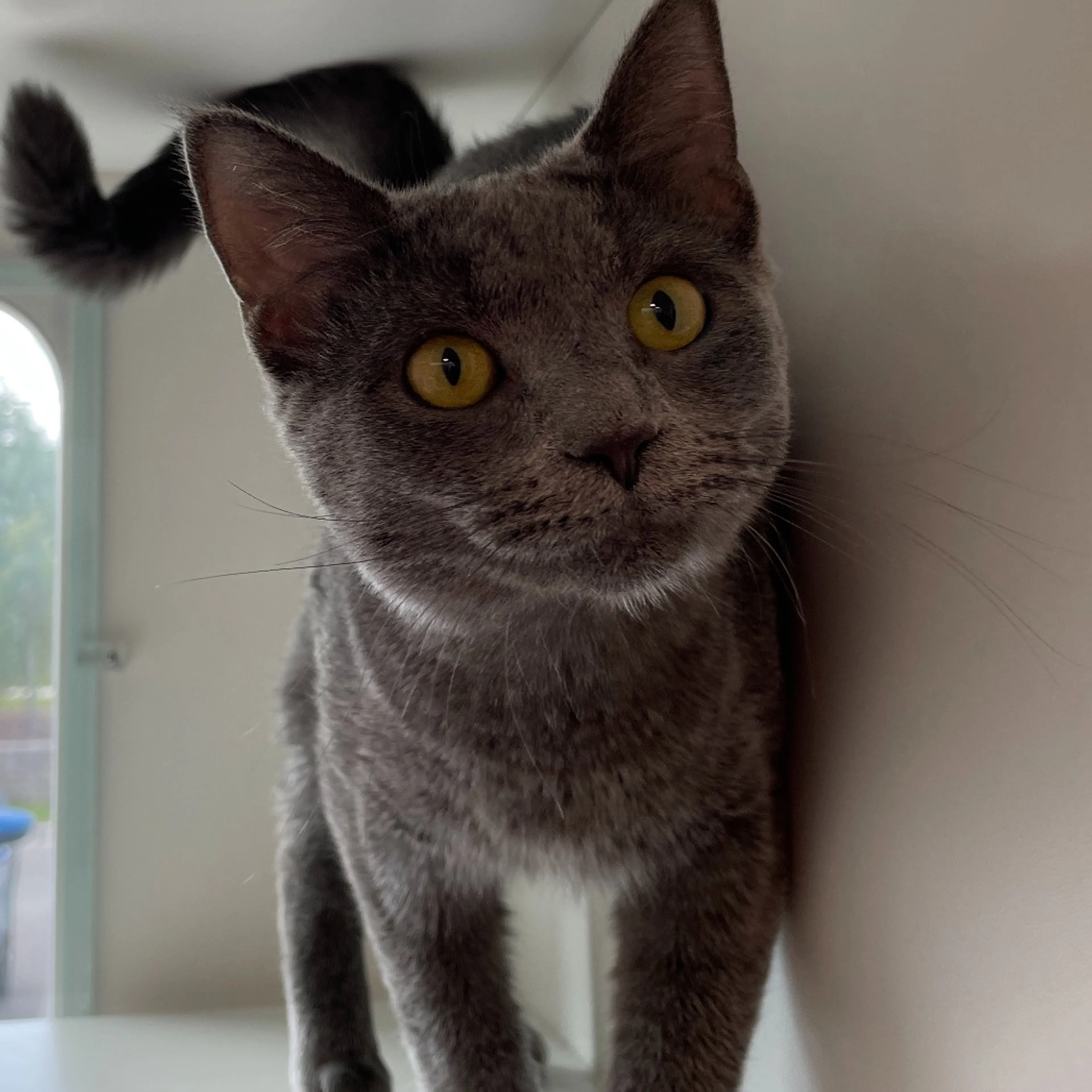 Found pet-0