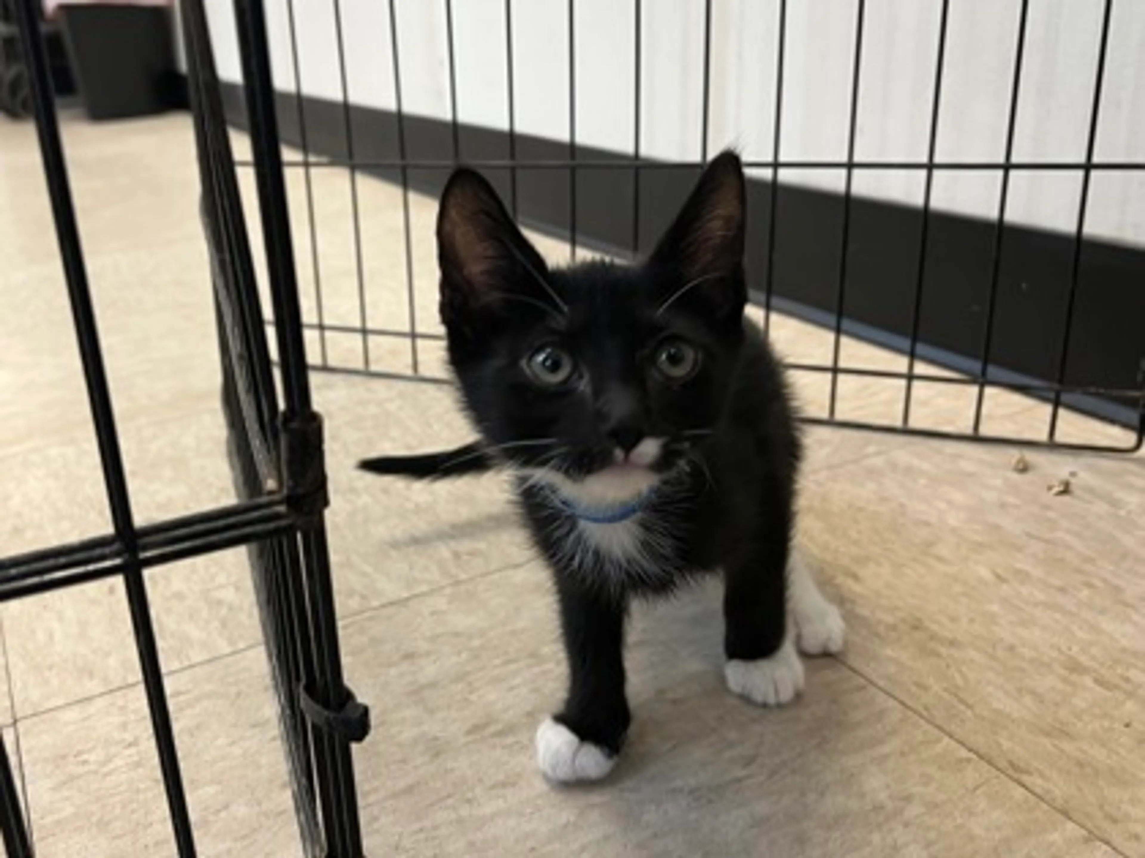 Found pet-0