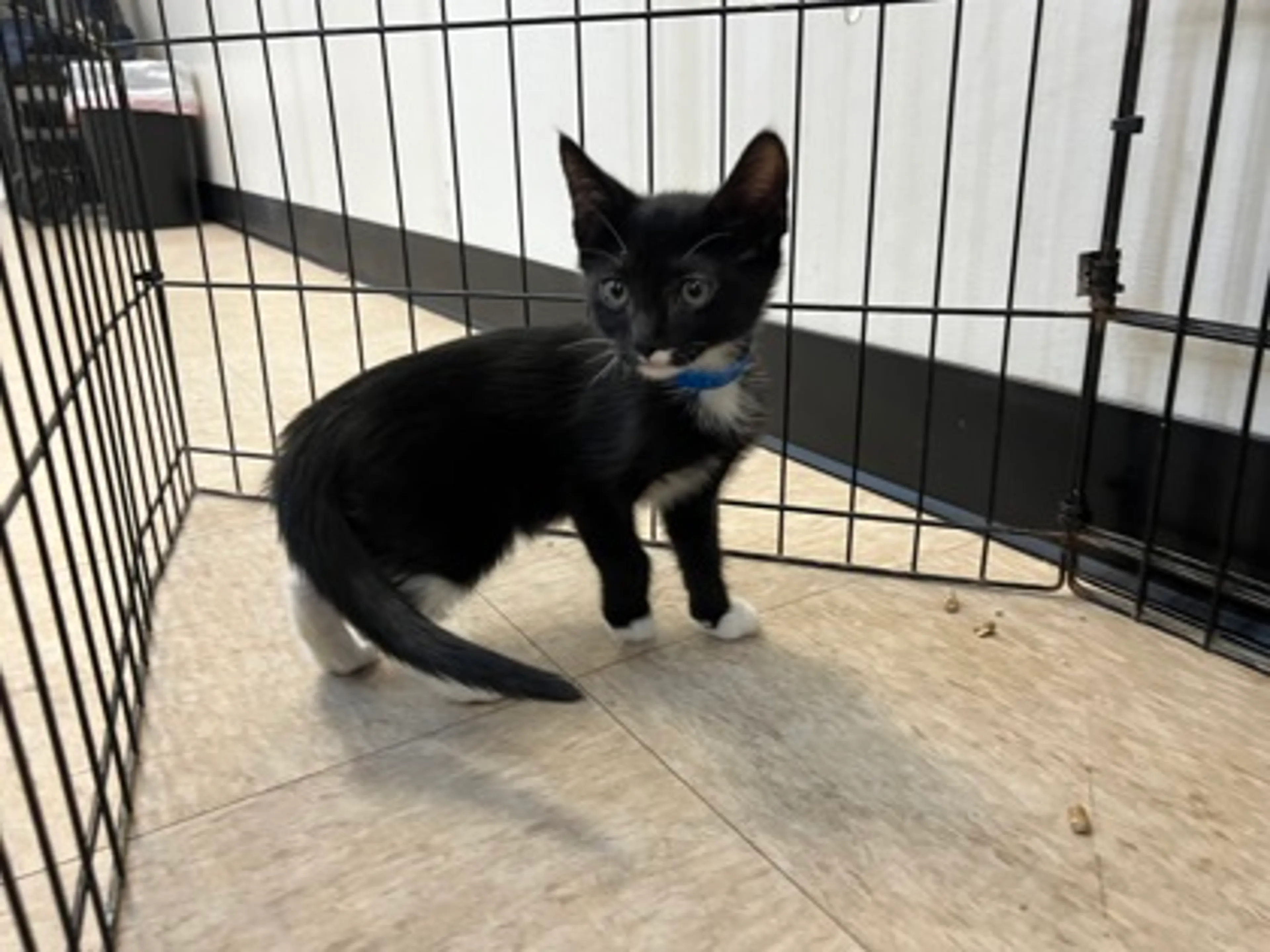 Found pet-1