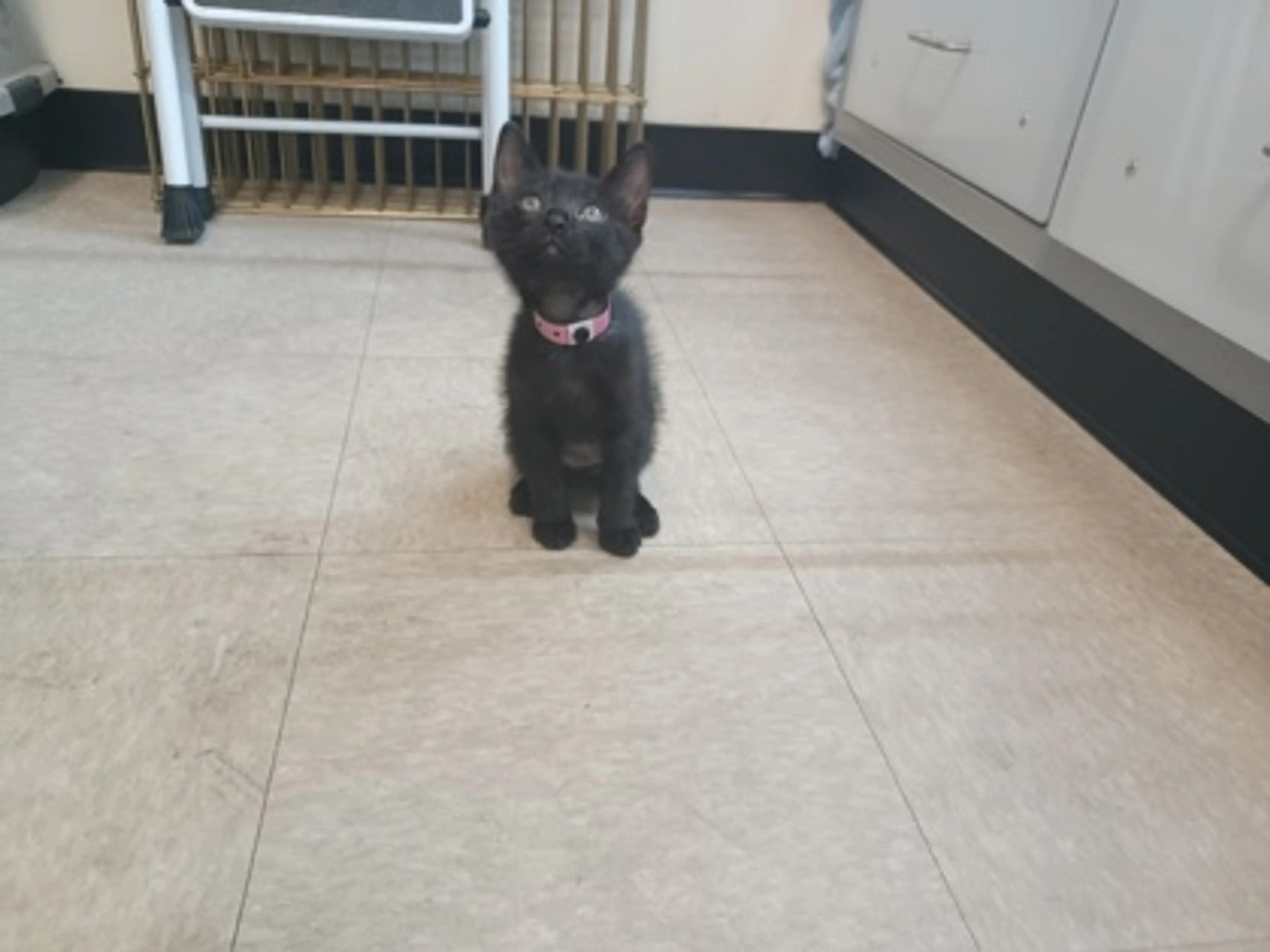 Found pet