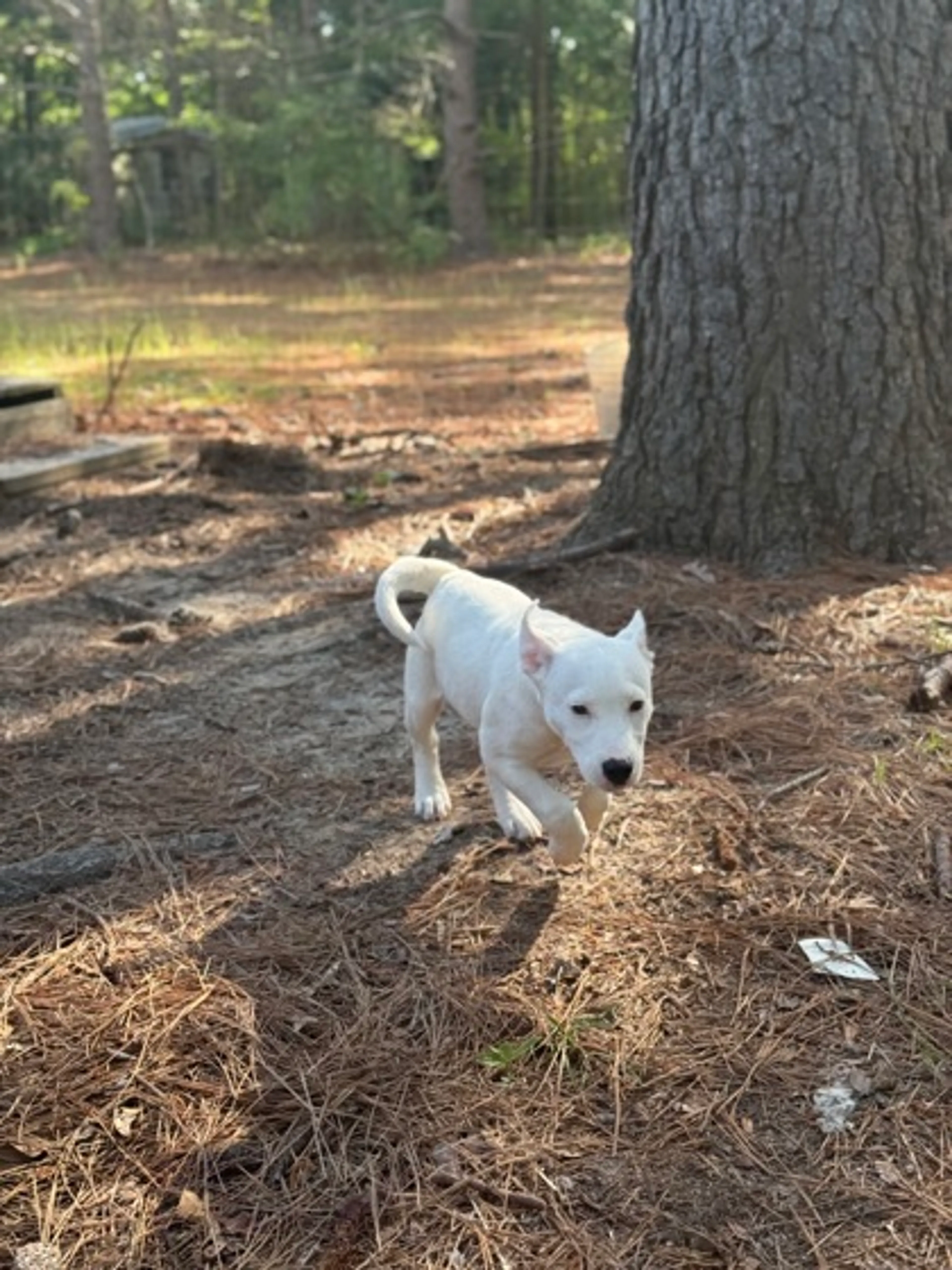 Found pet-2