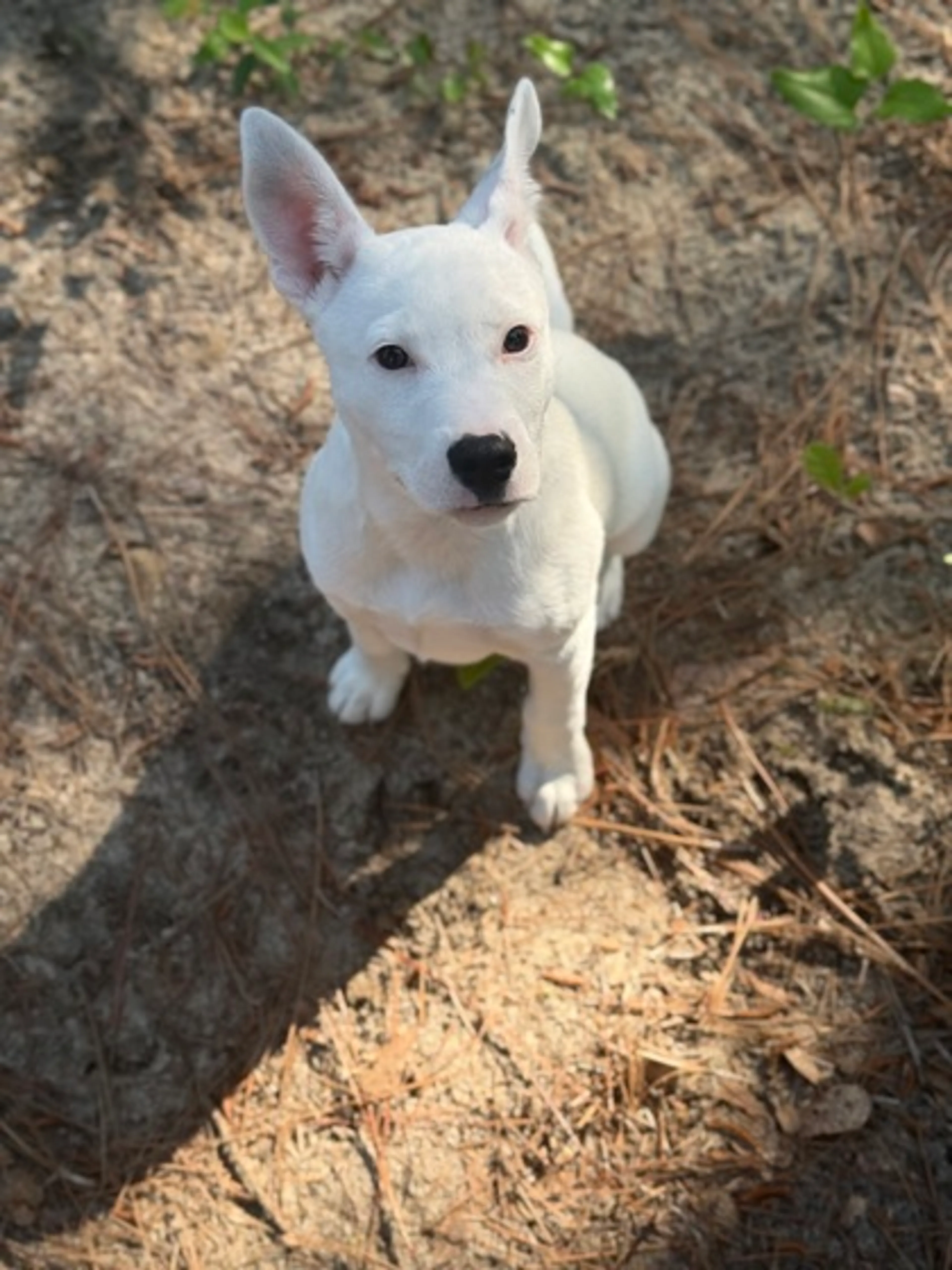 Found pet-1