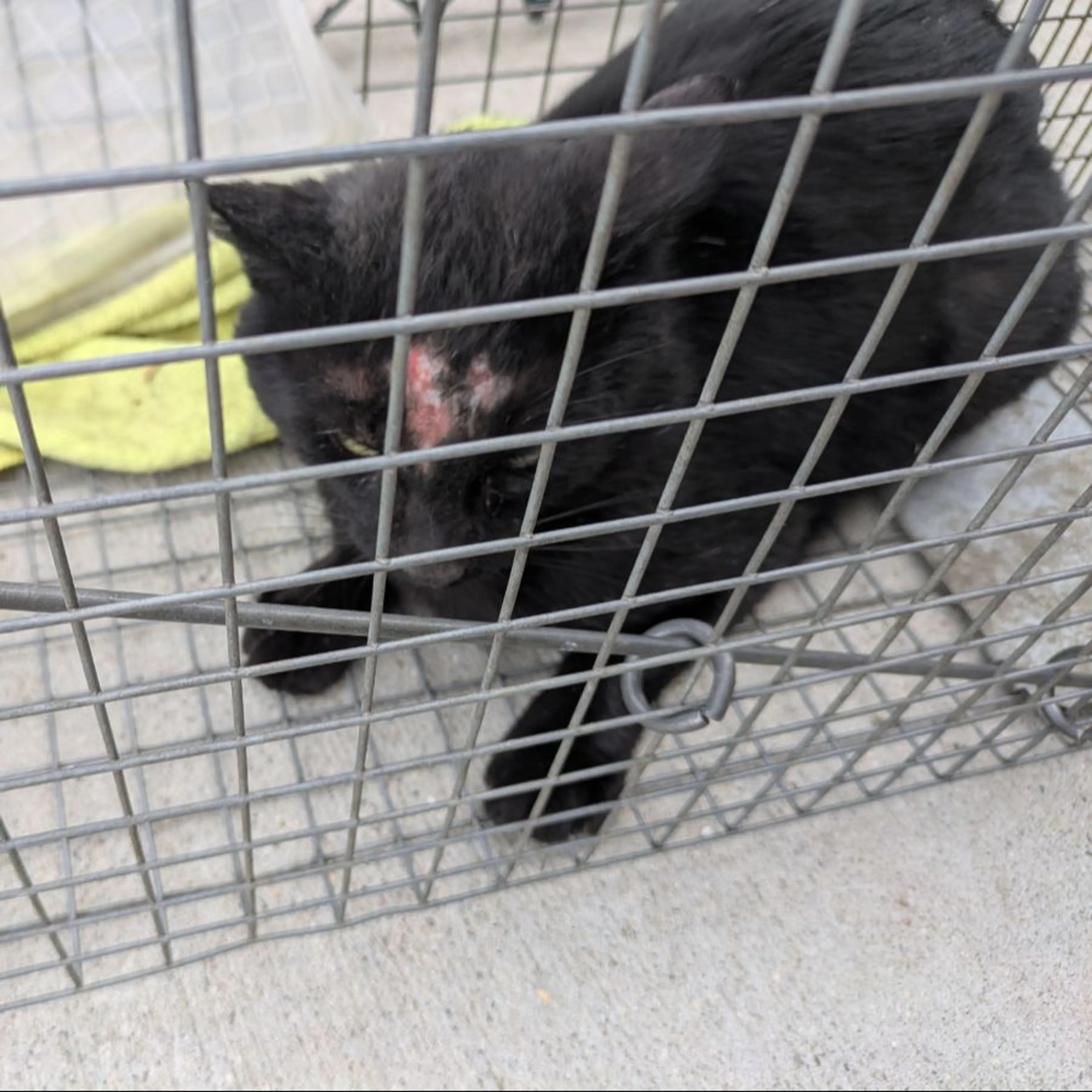 Found pet