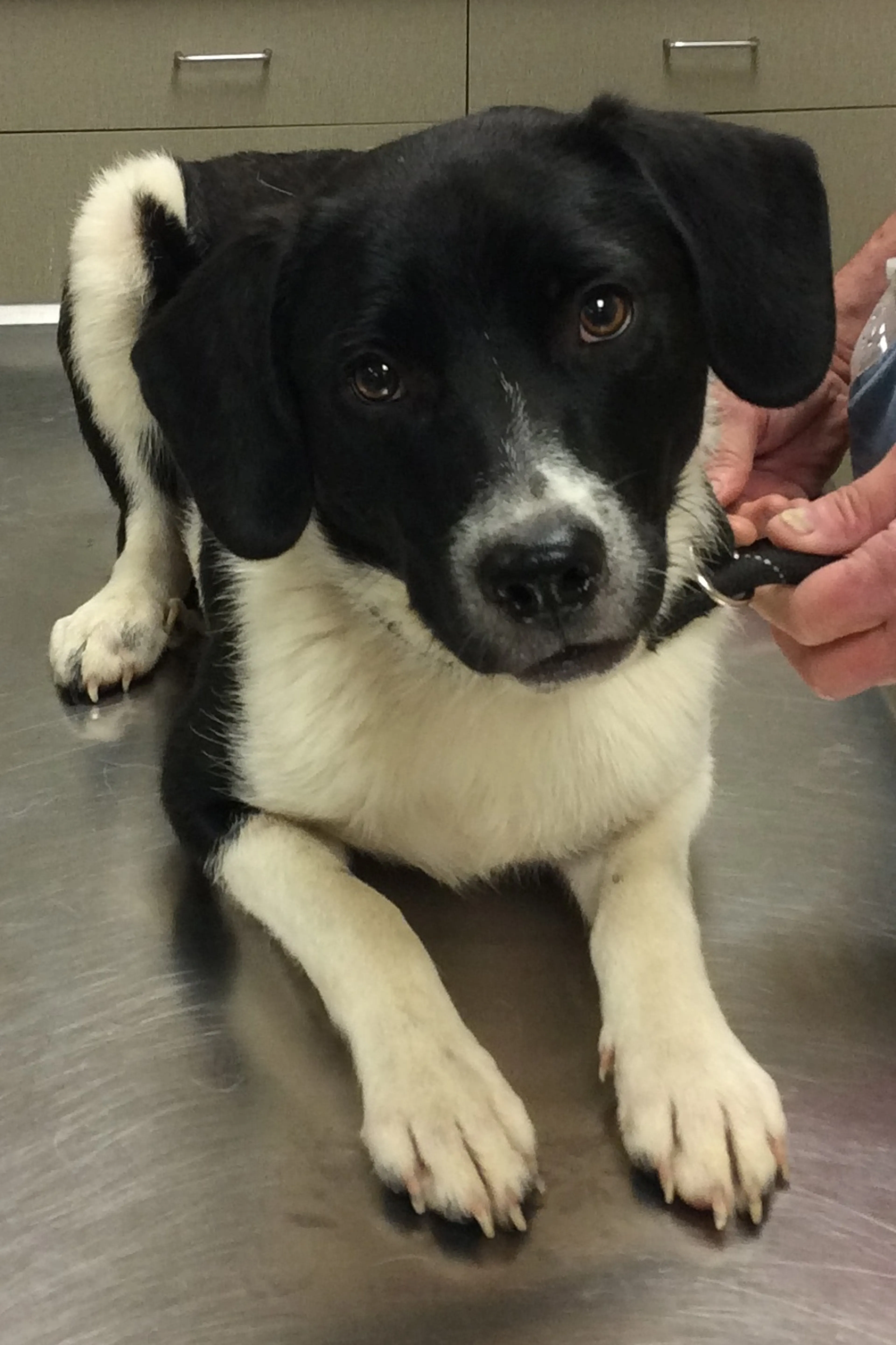 Found pet
