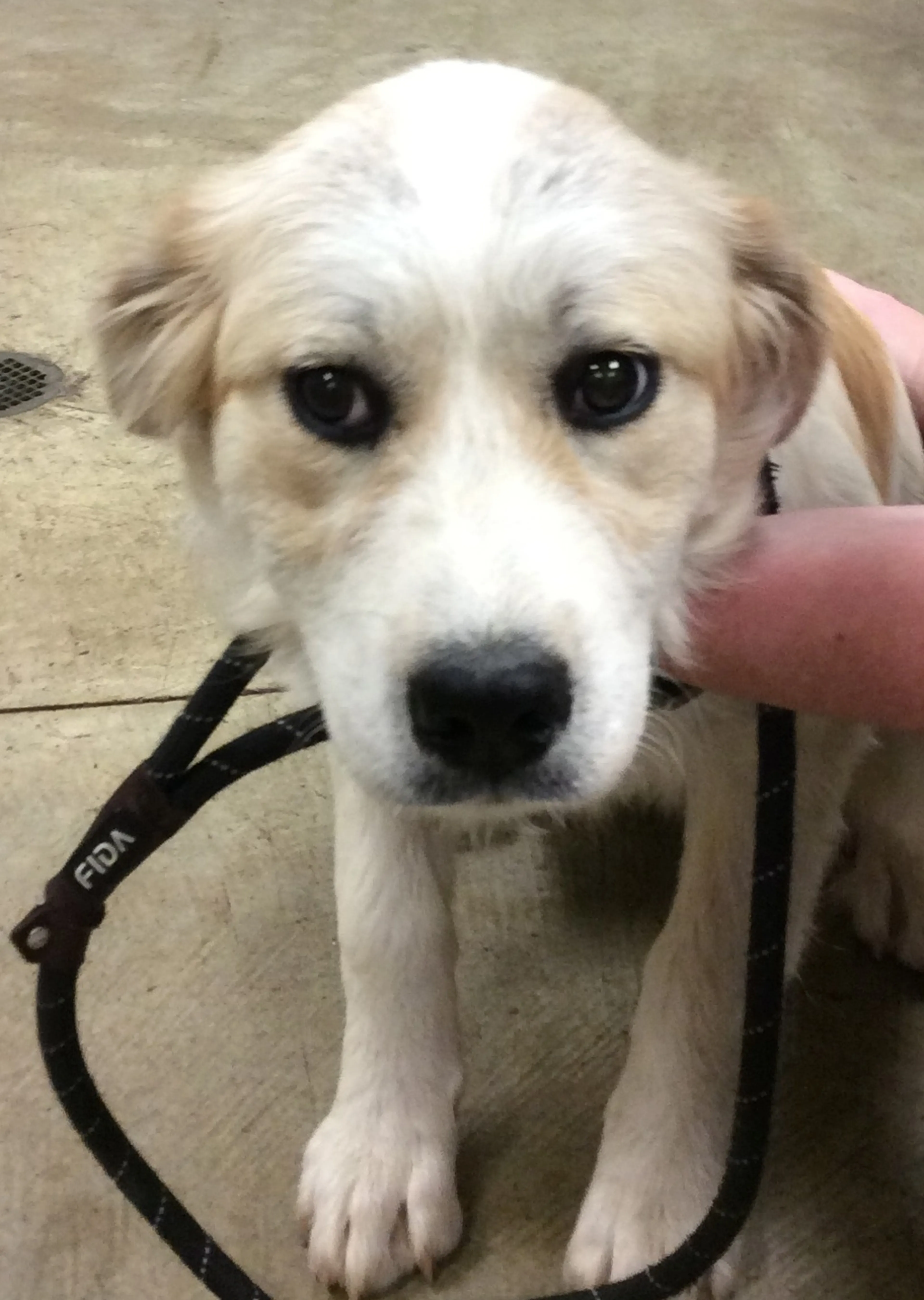 Found pet