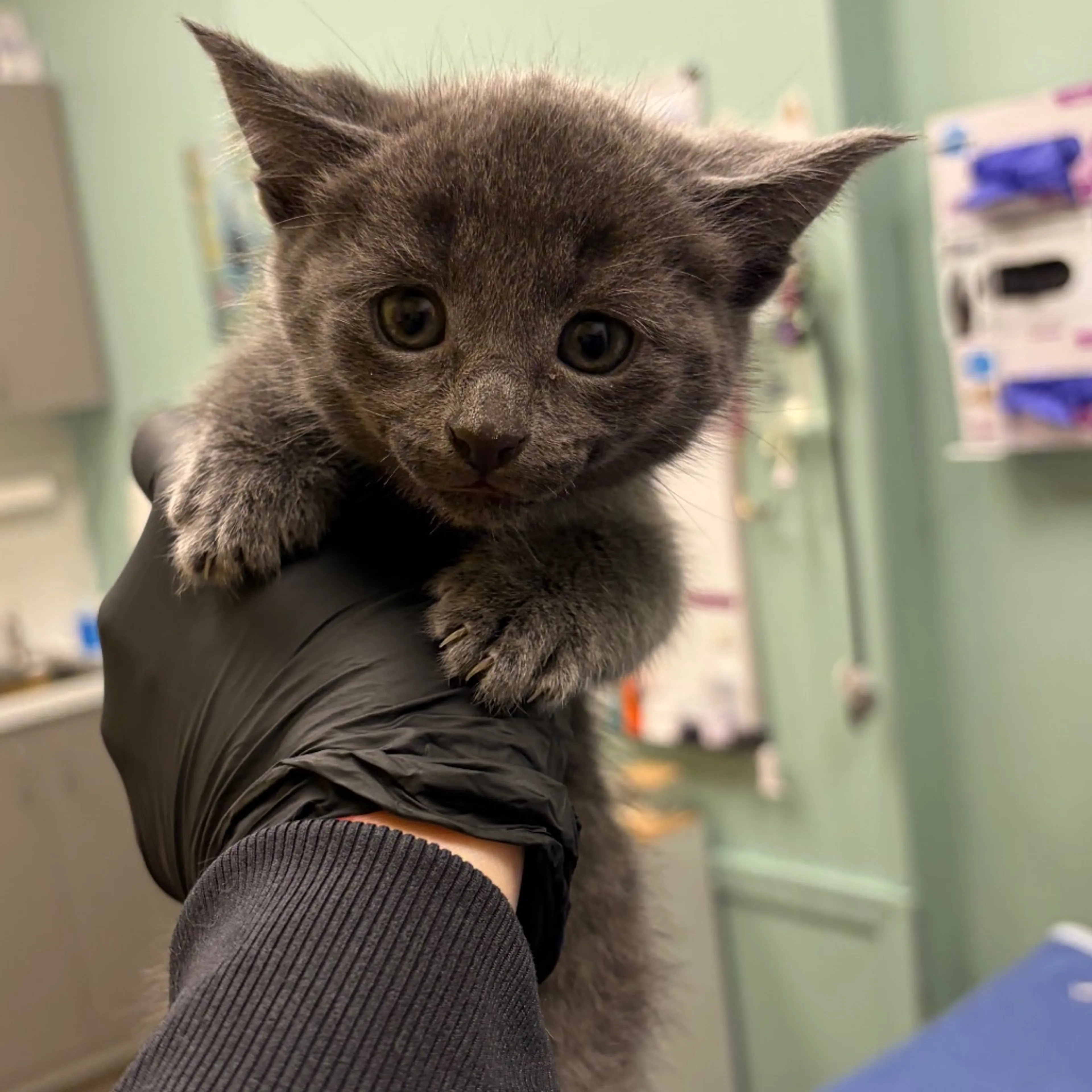 Found pet