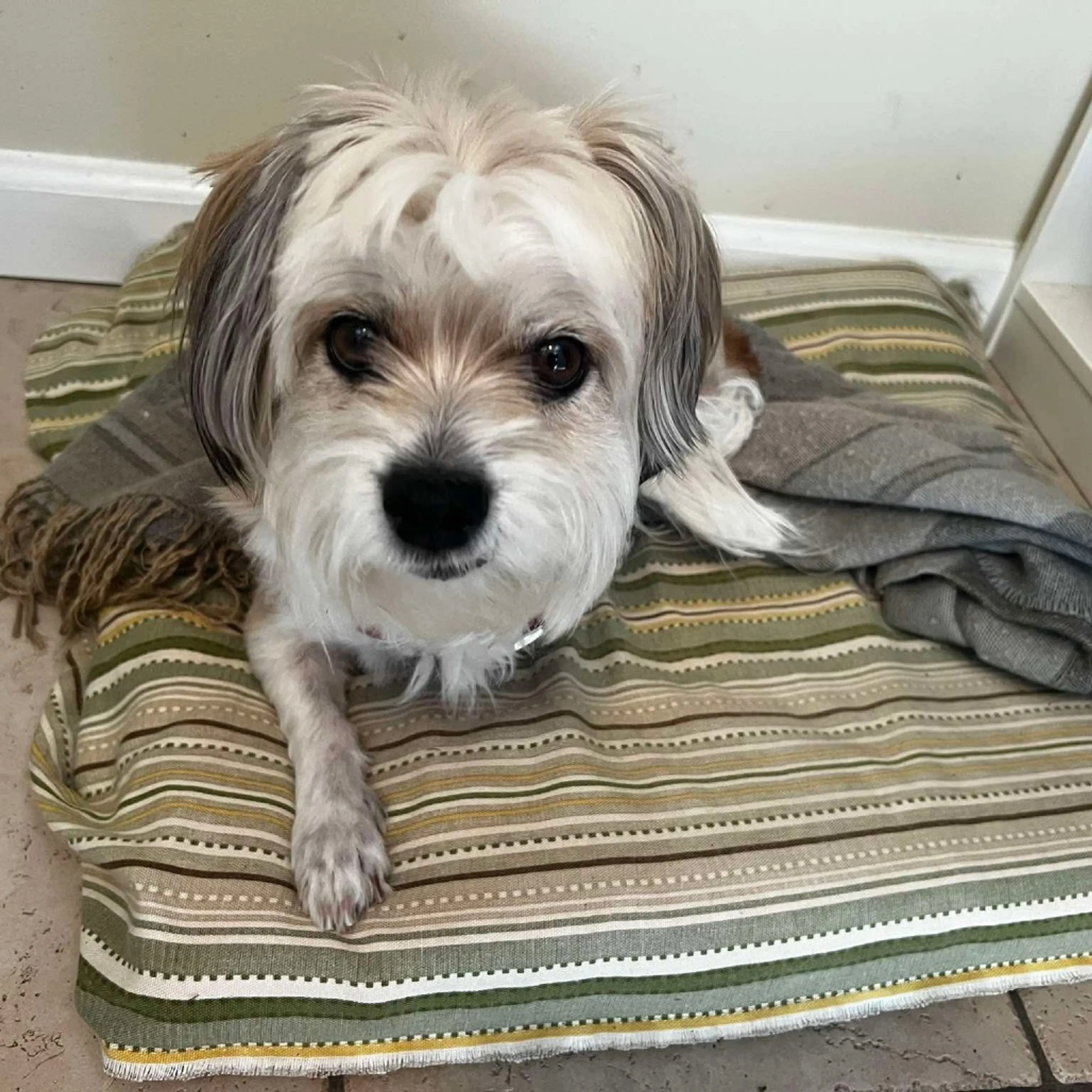 Found pet-2
