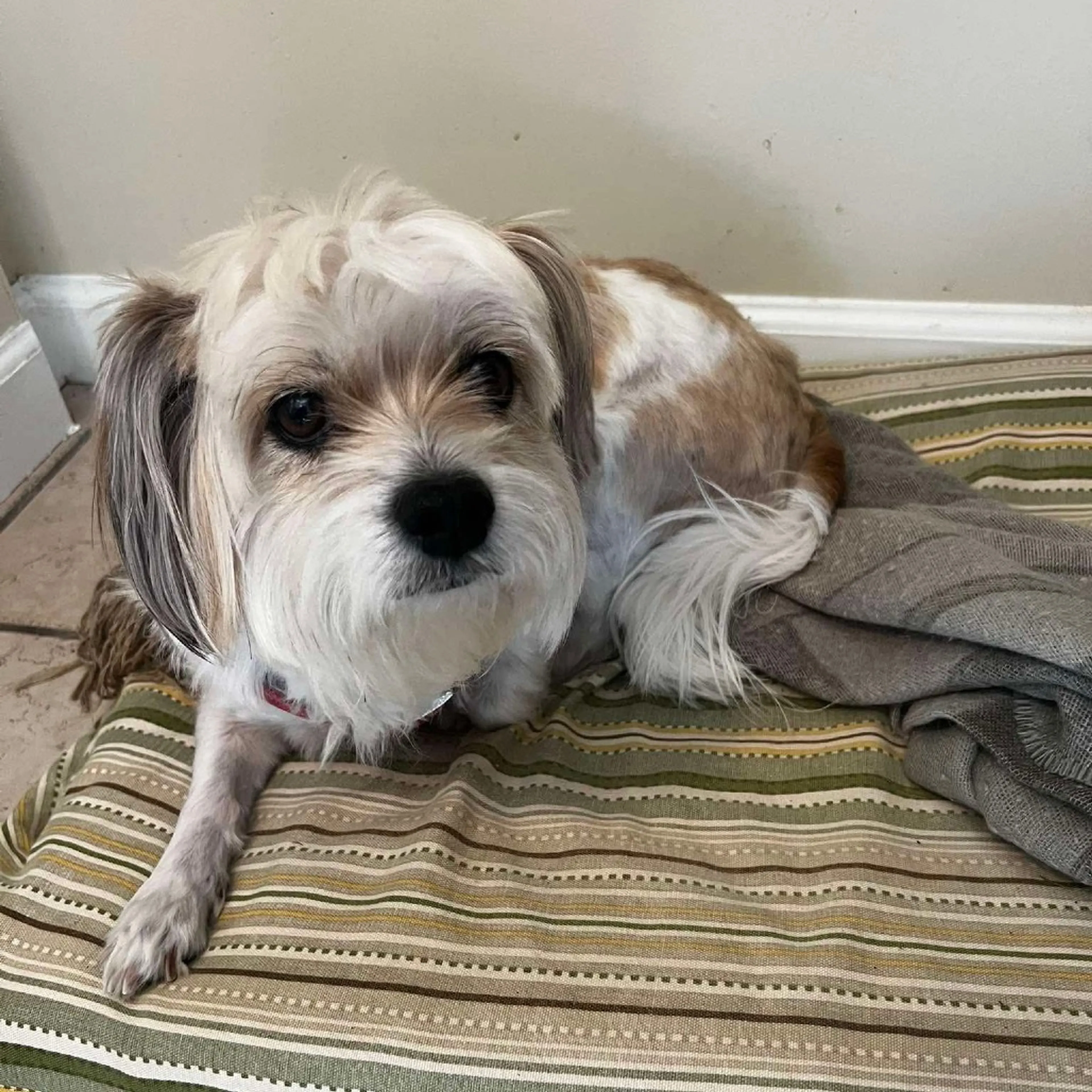 Found pet-1