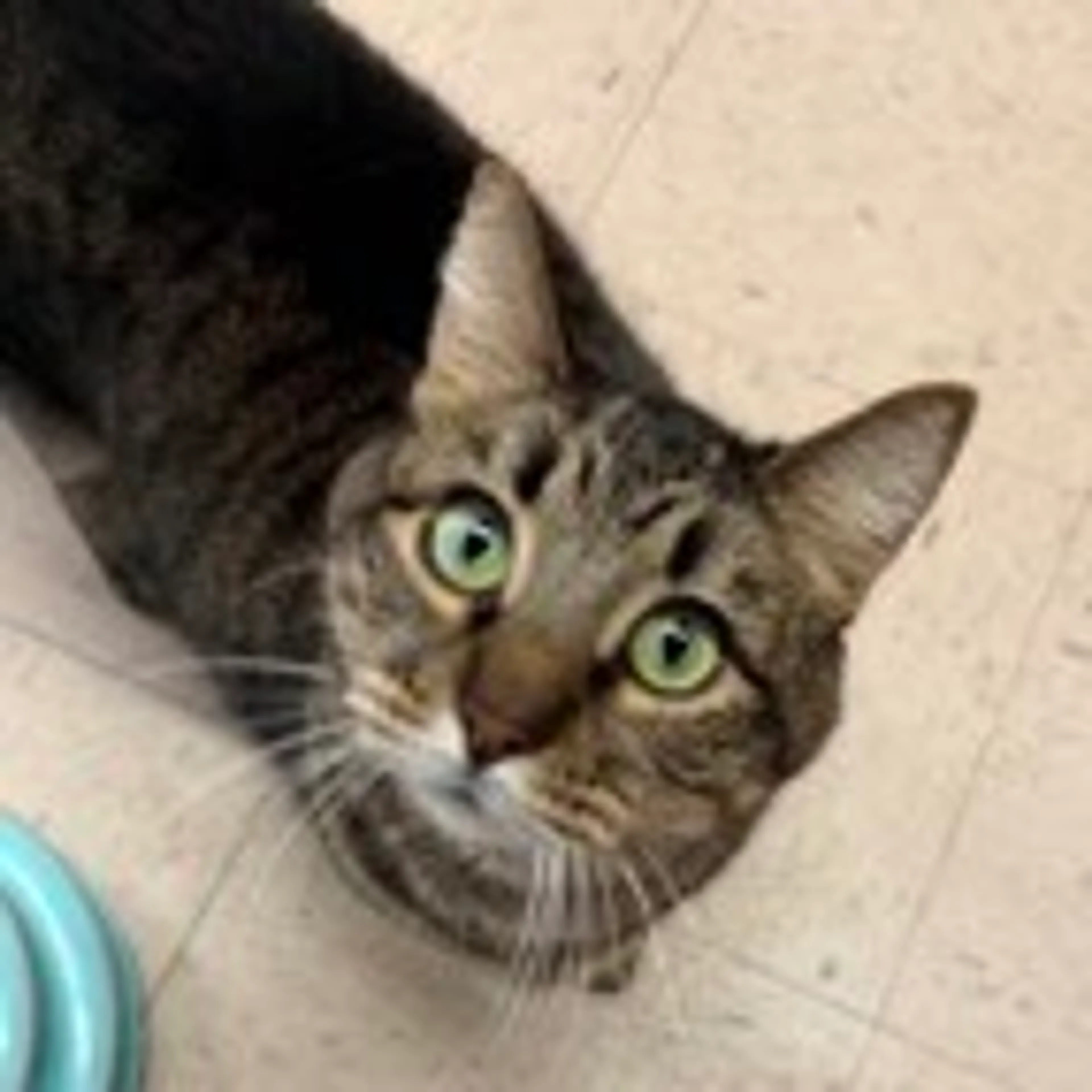 Found pet-1