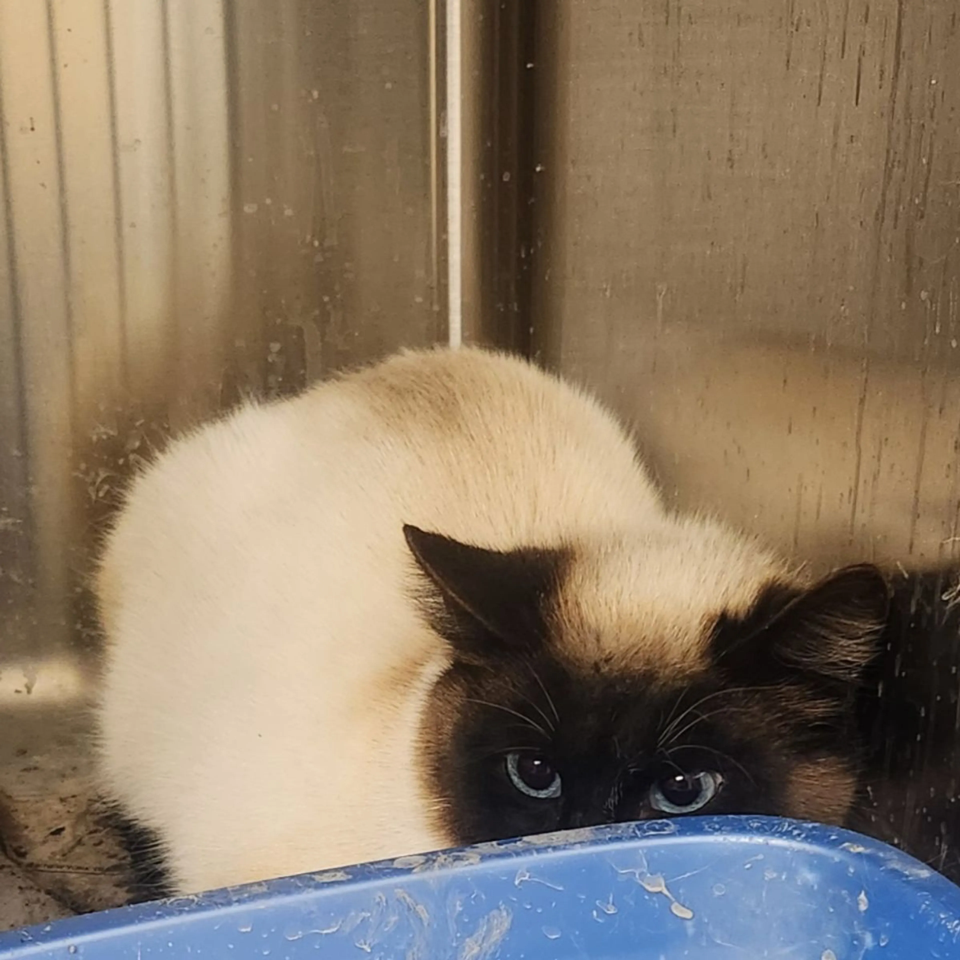 Found pet