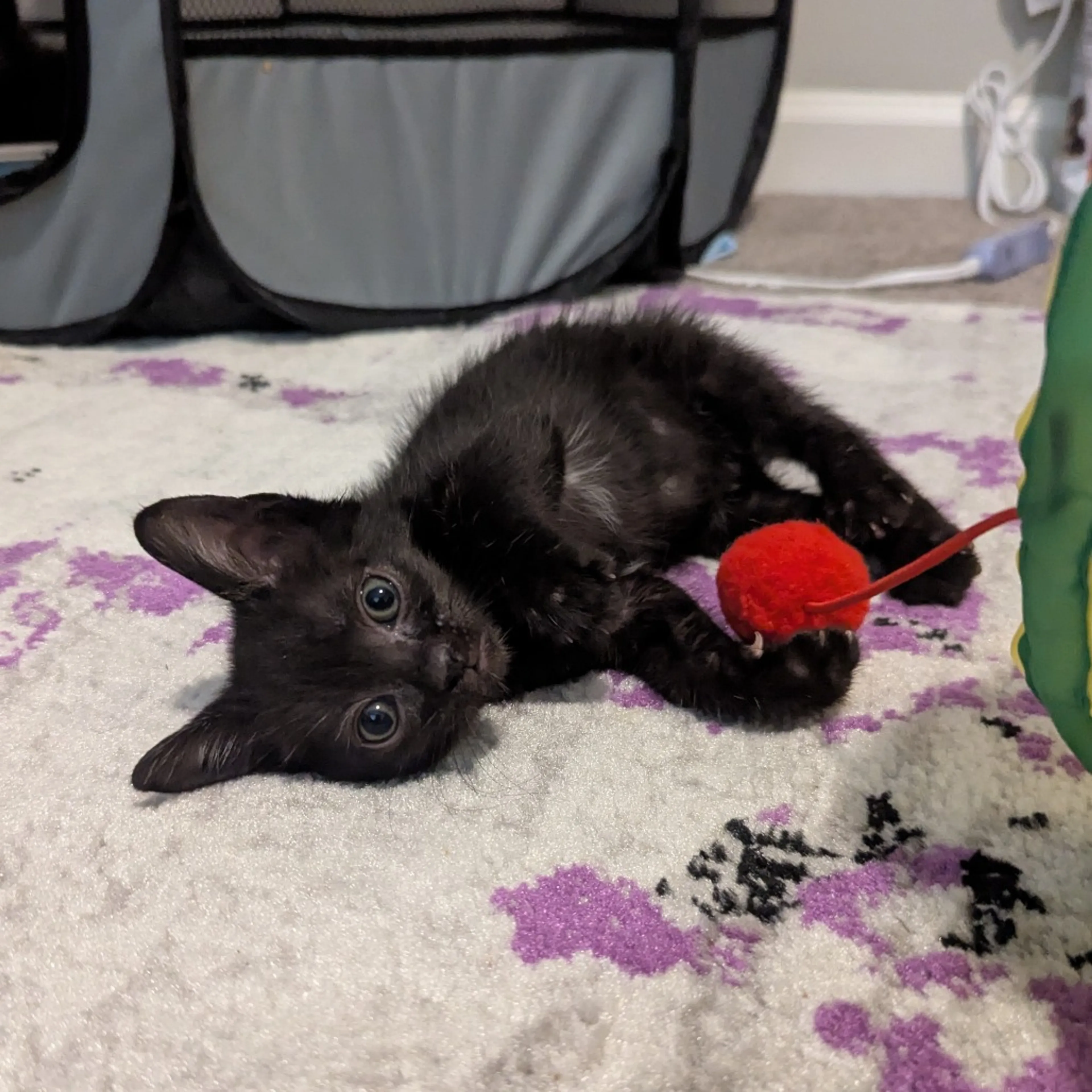 Found pet-0