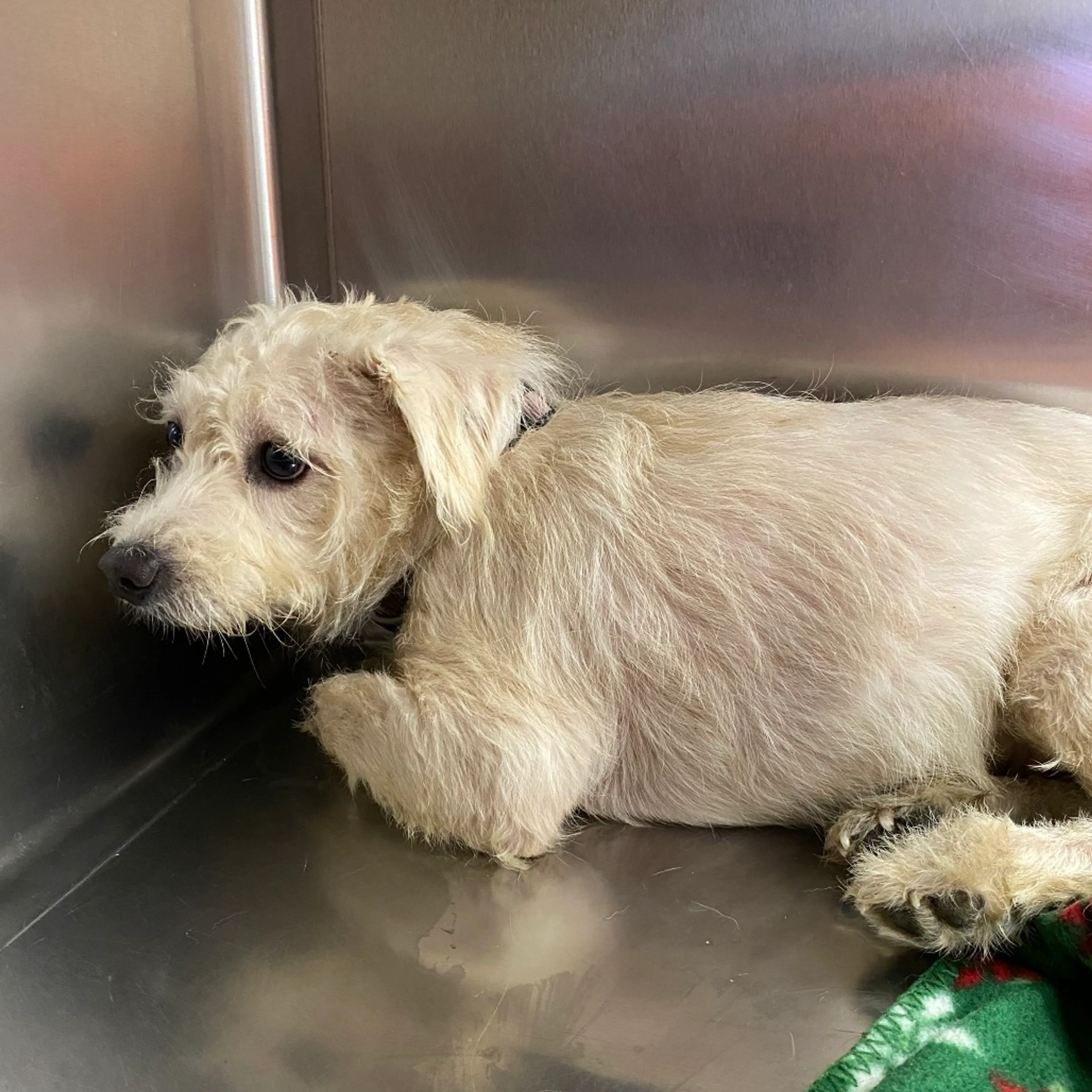 Found pet