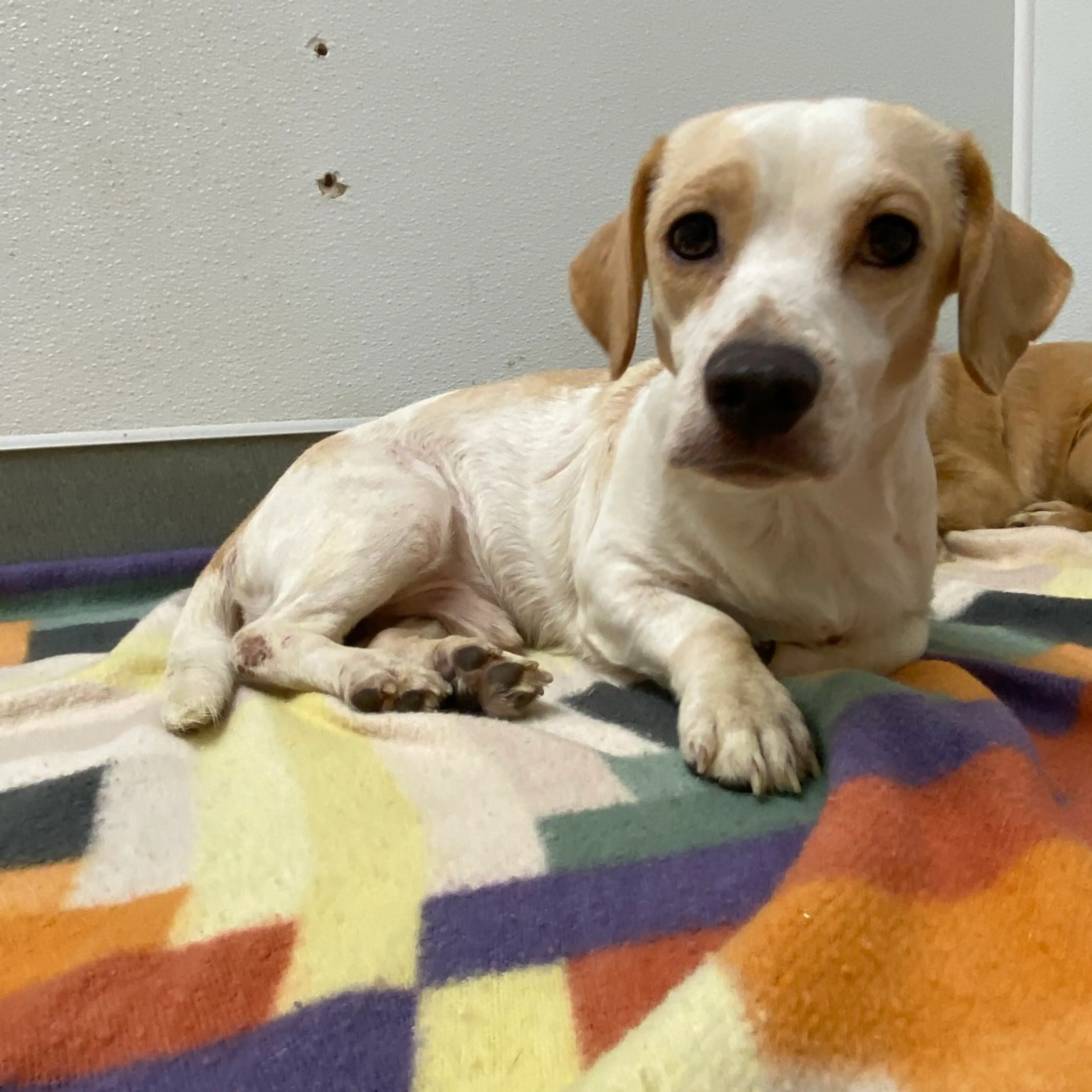 Found pet