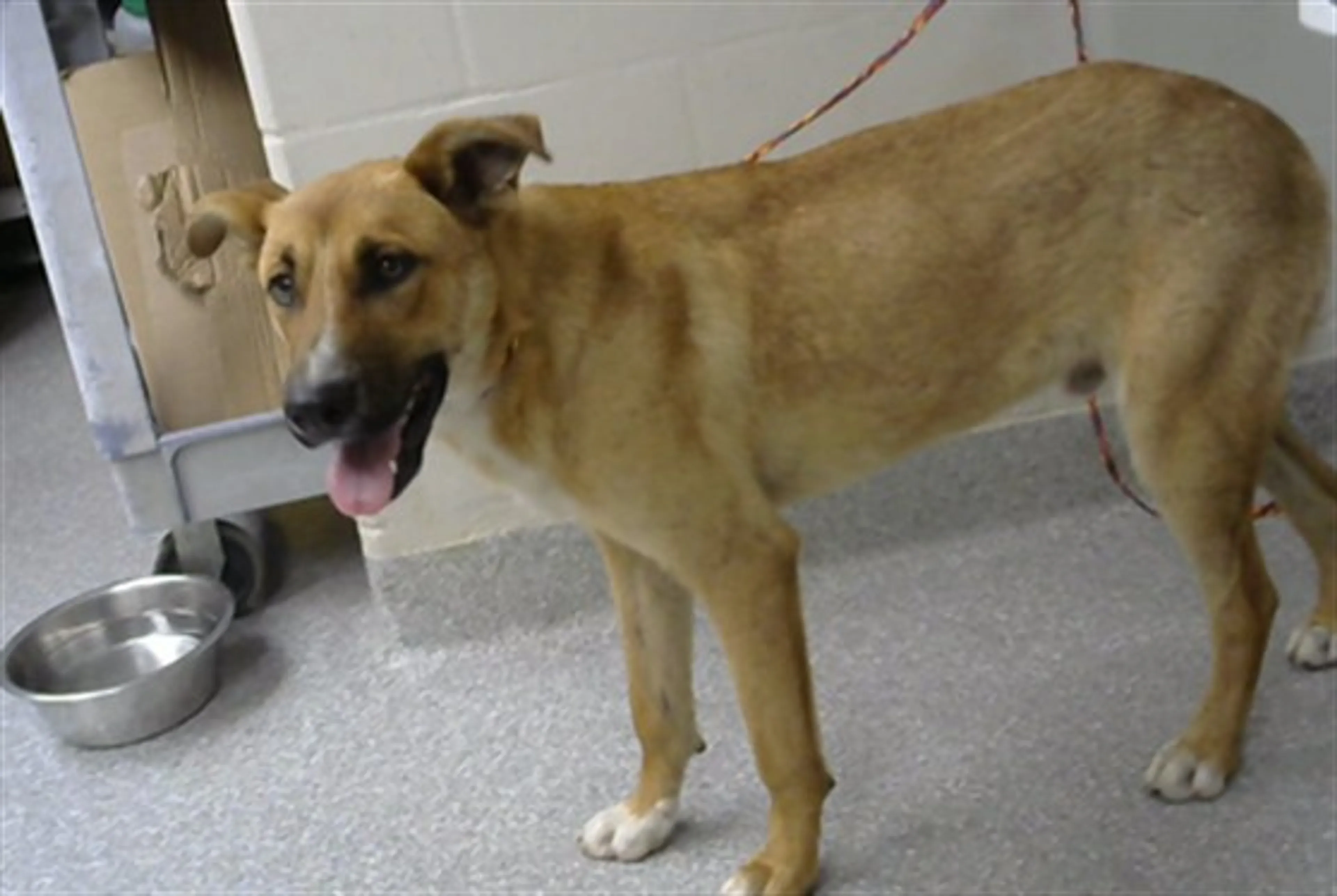 Found pet