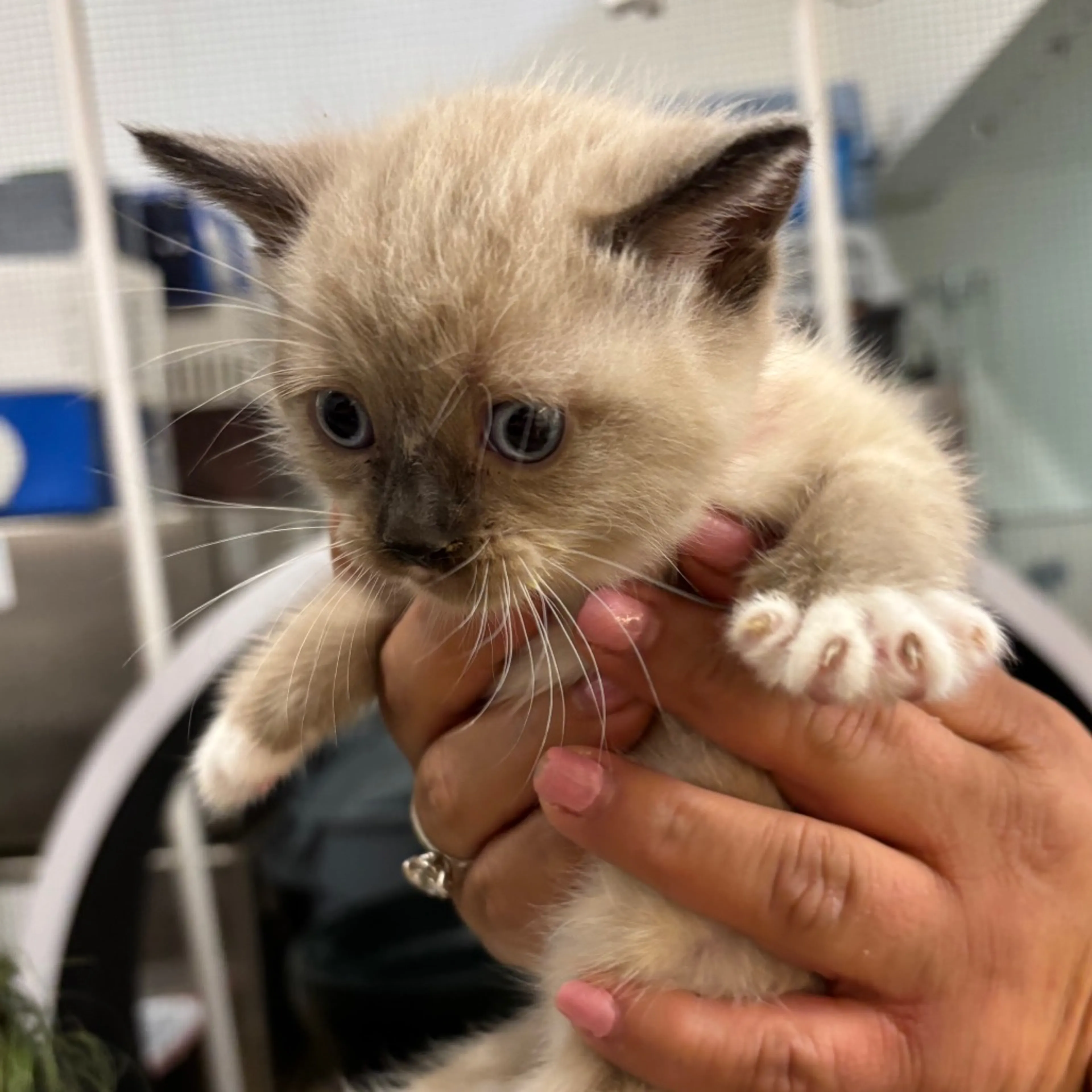 Found pet-1
