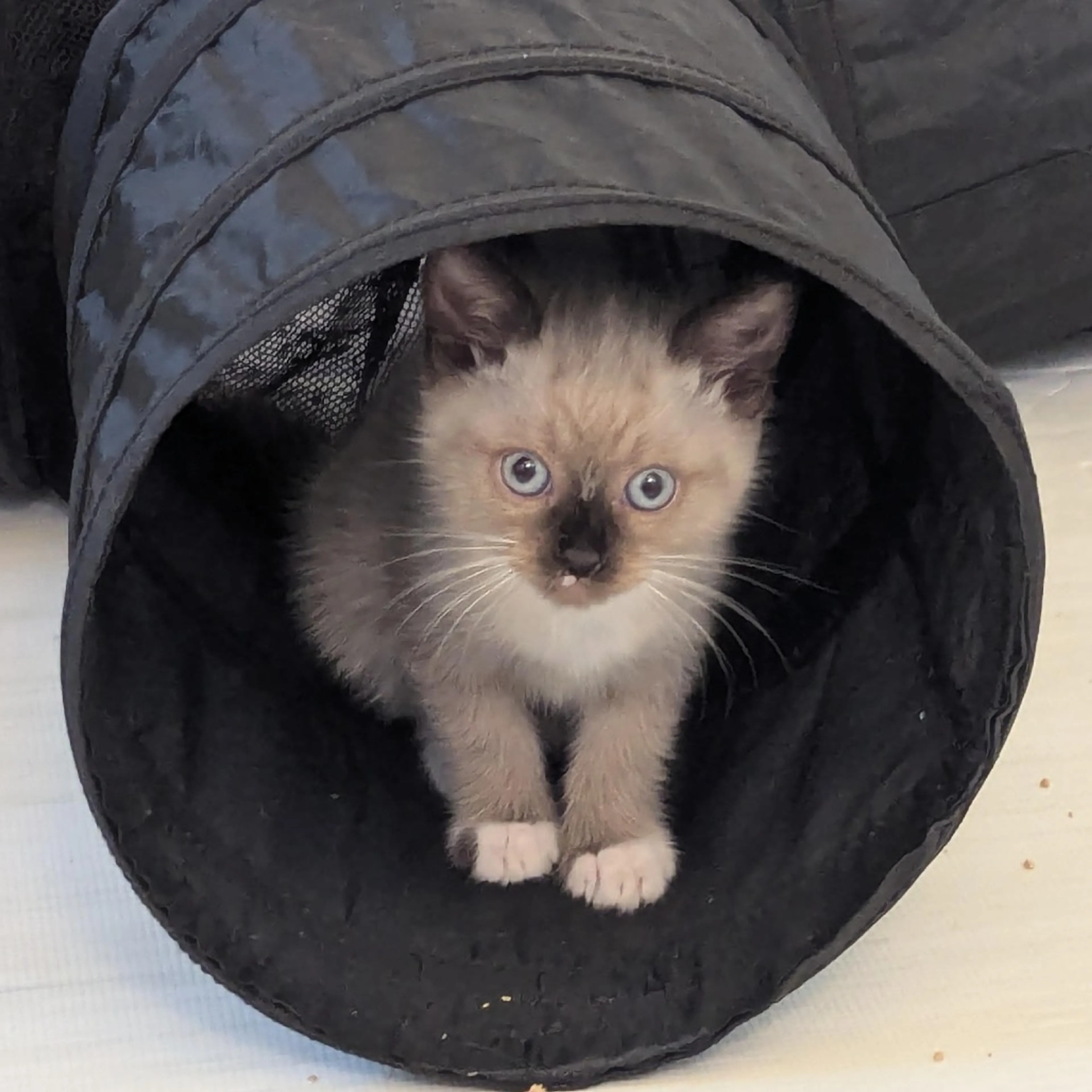 Found pet-4