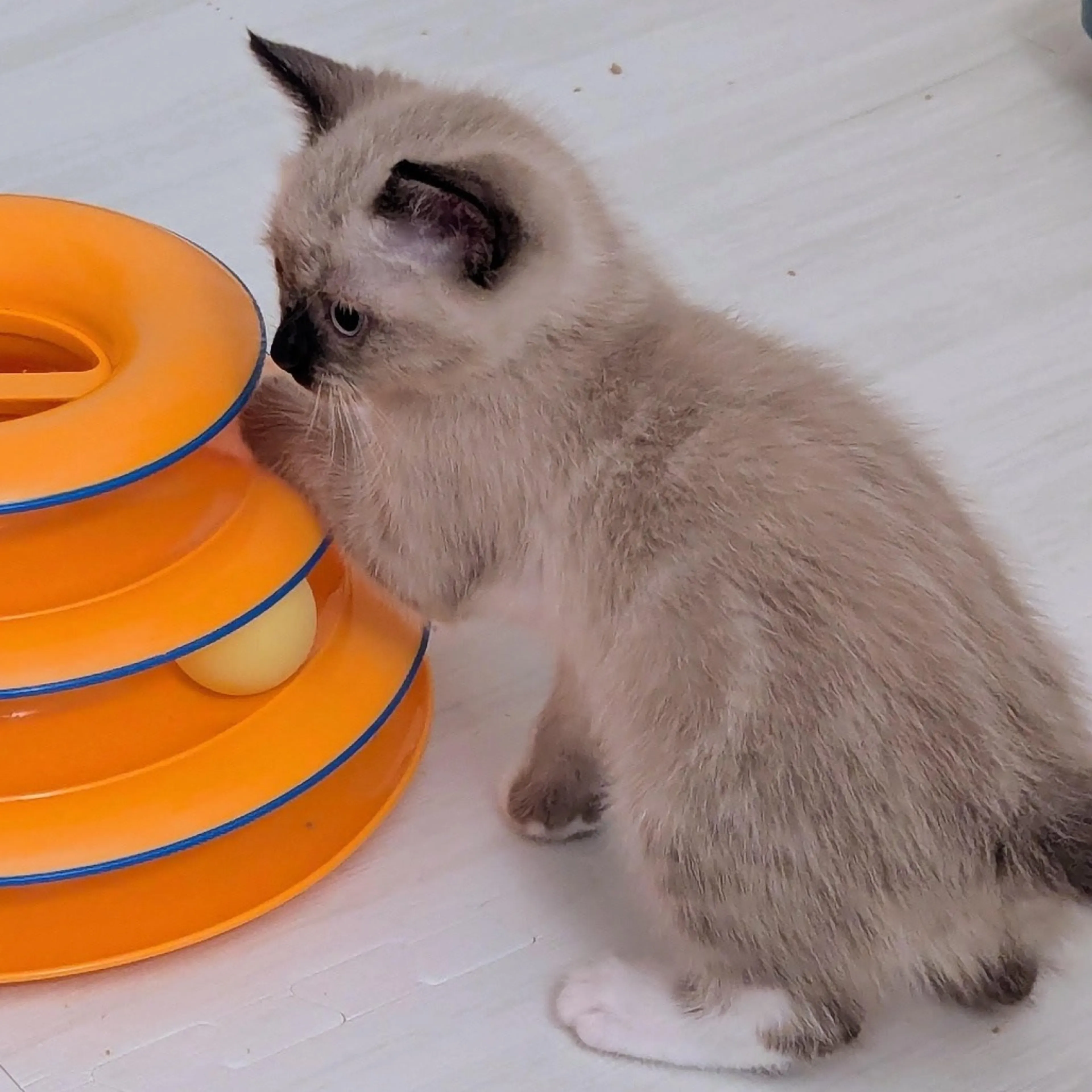 Found pet-3
