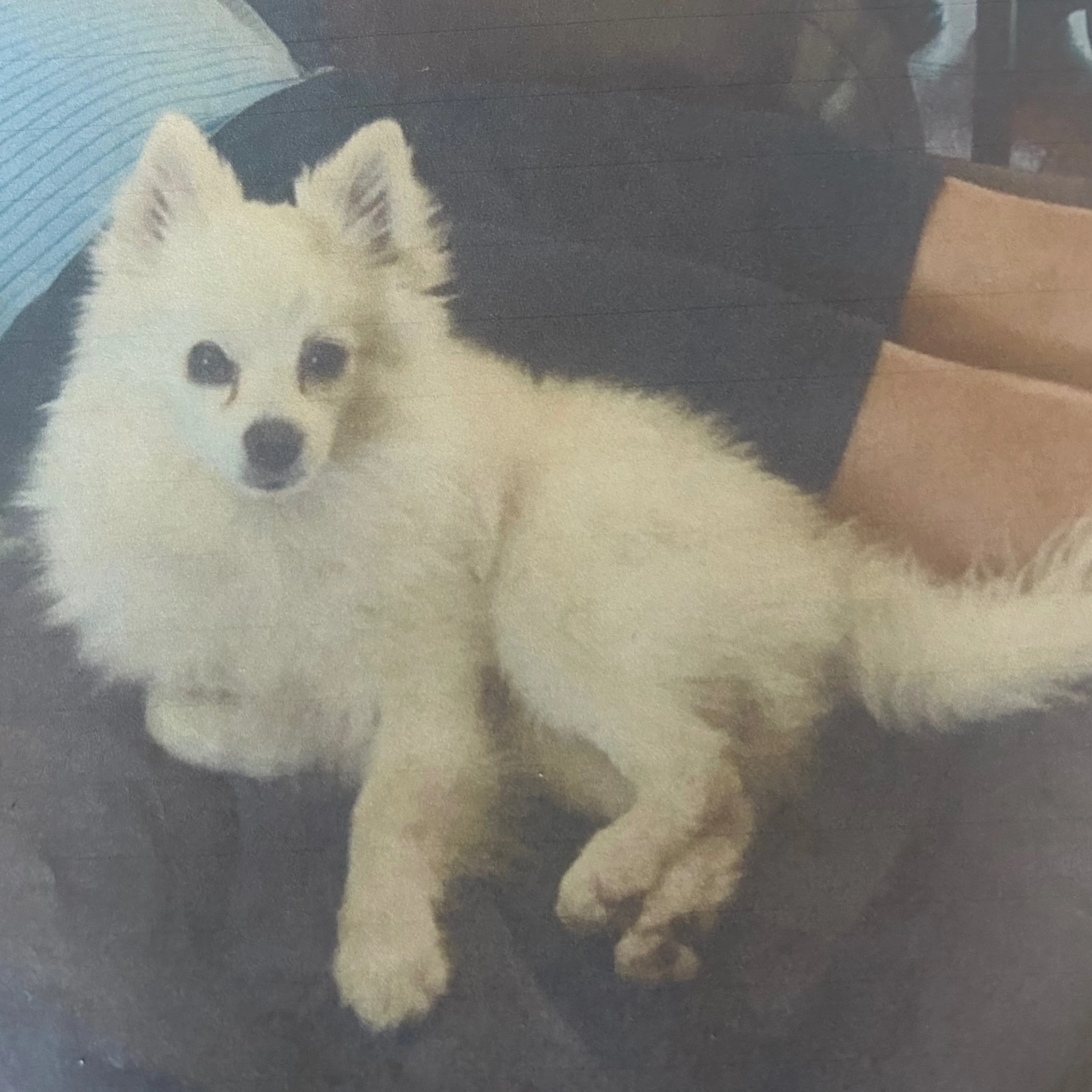 Lost pet-1
