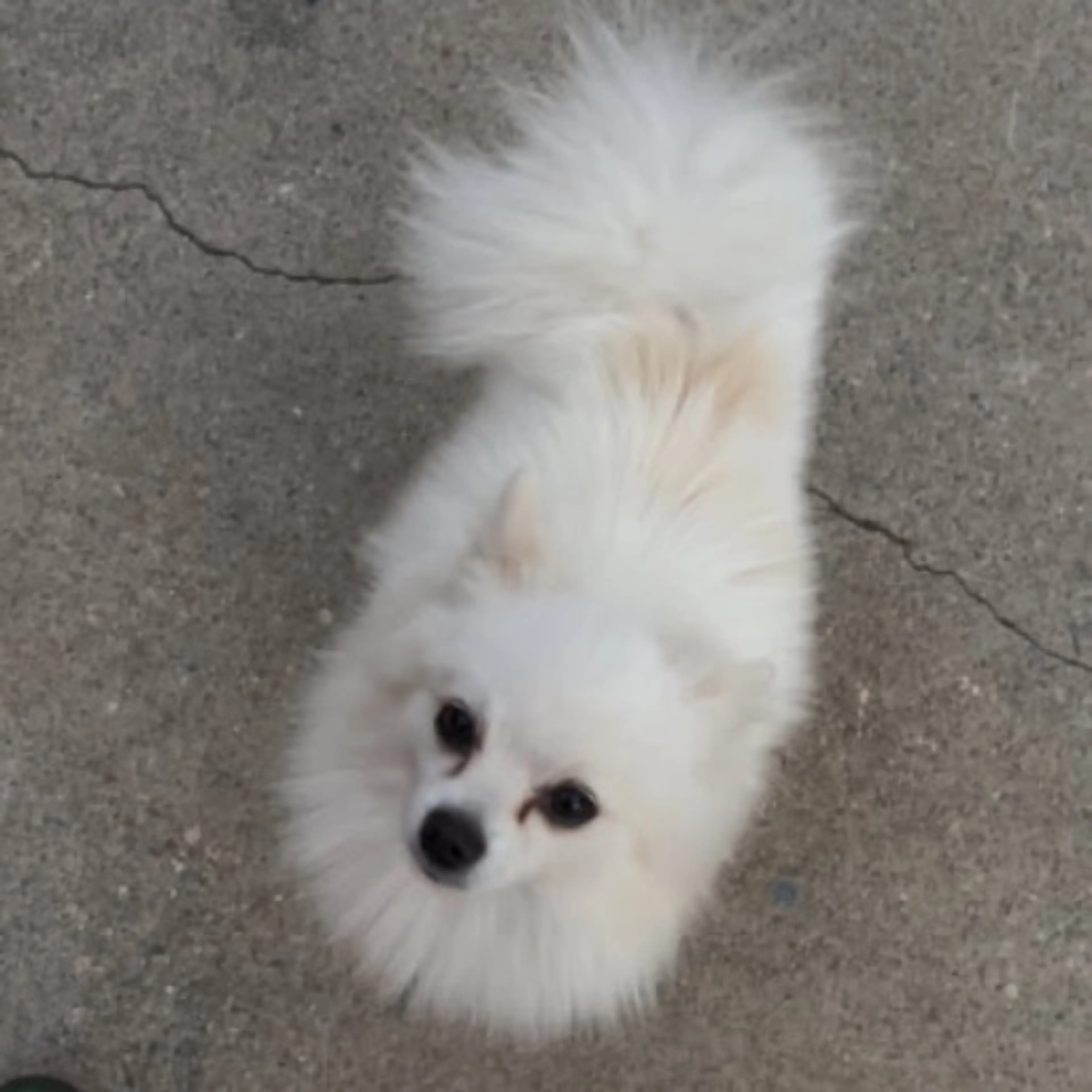Lost pet-0