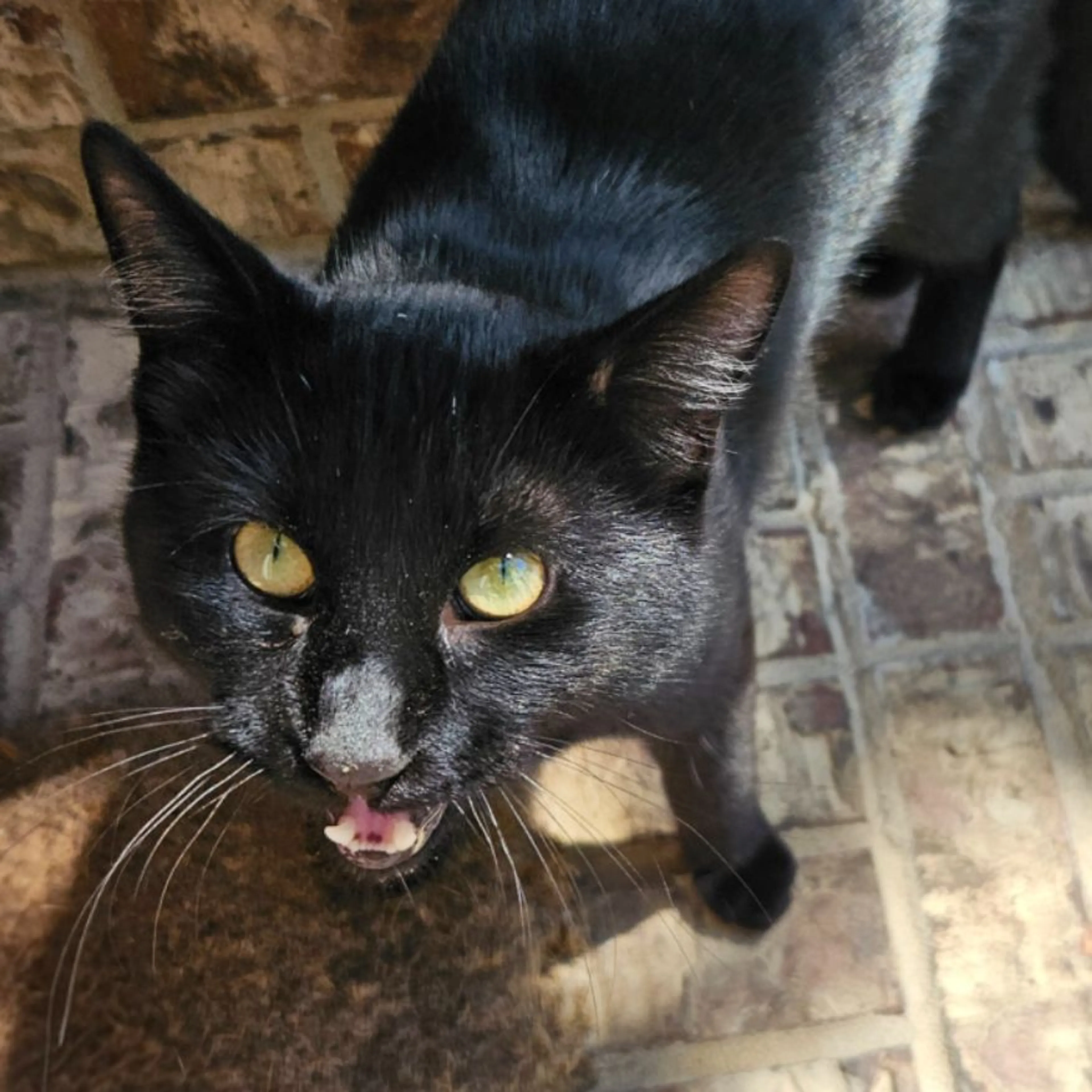 Found pet-0