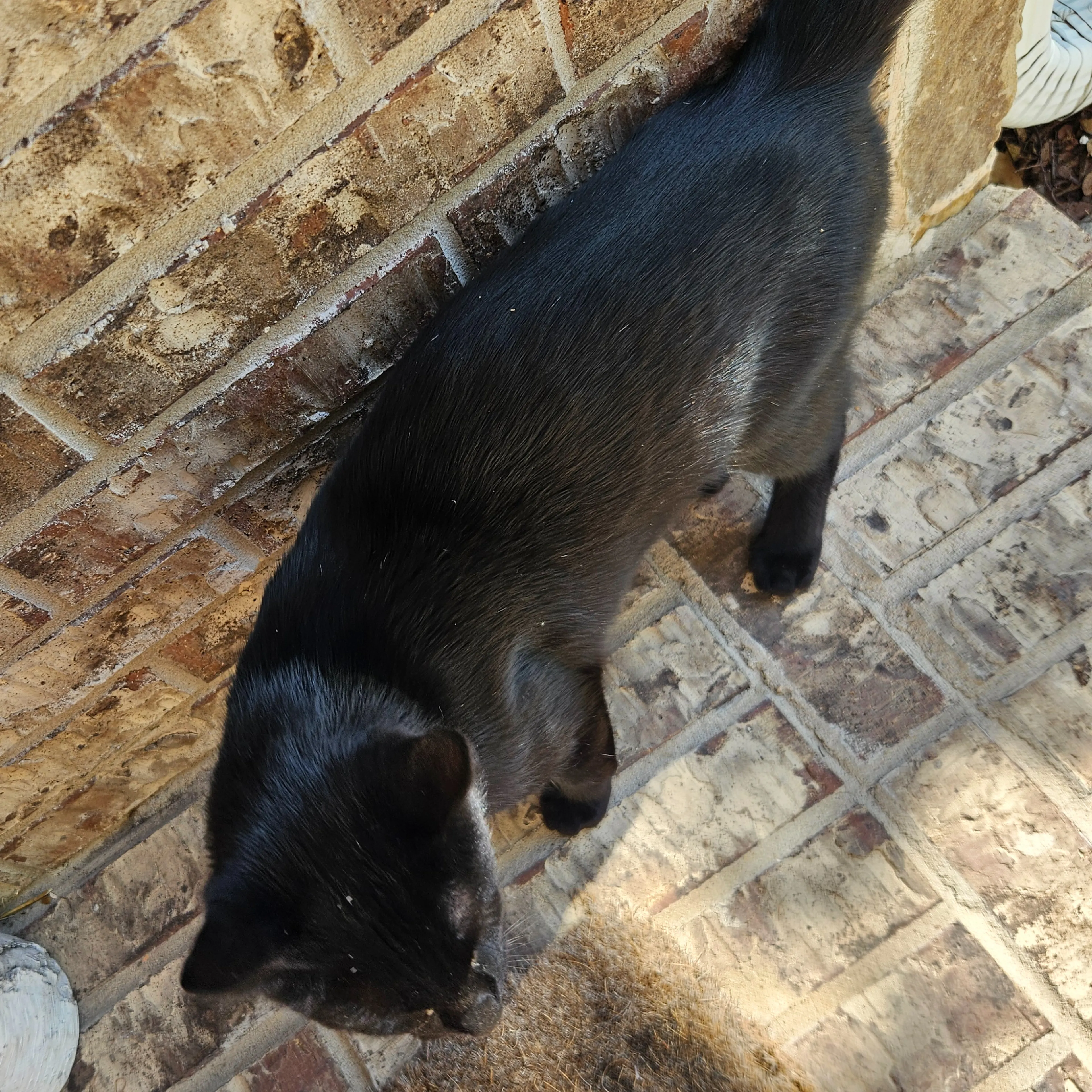 Found pet-1