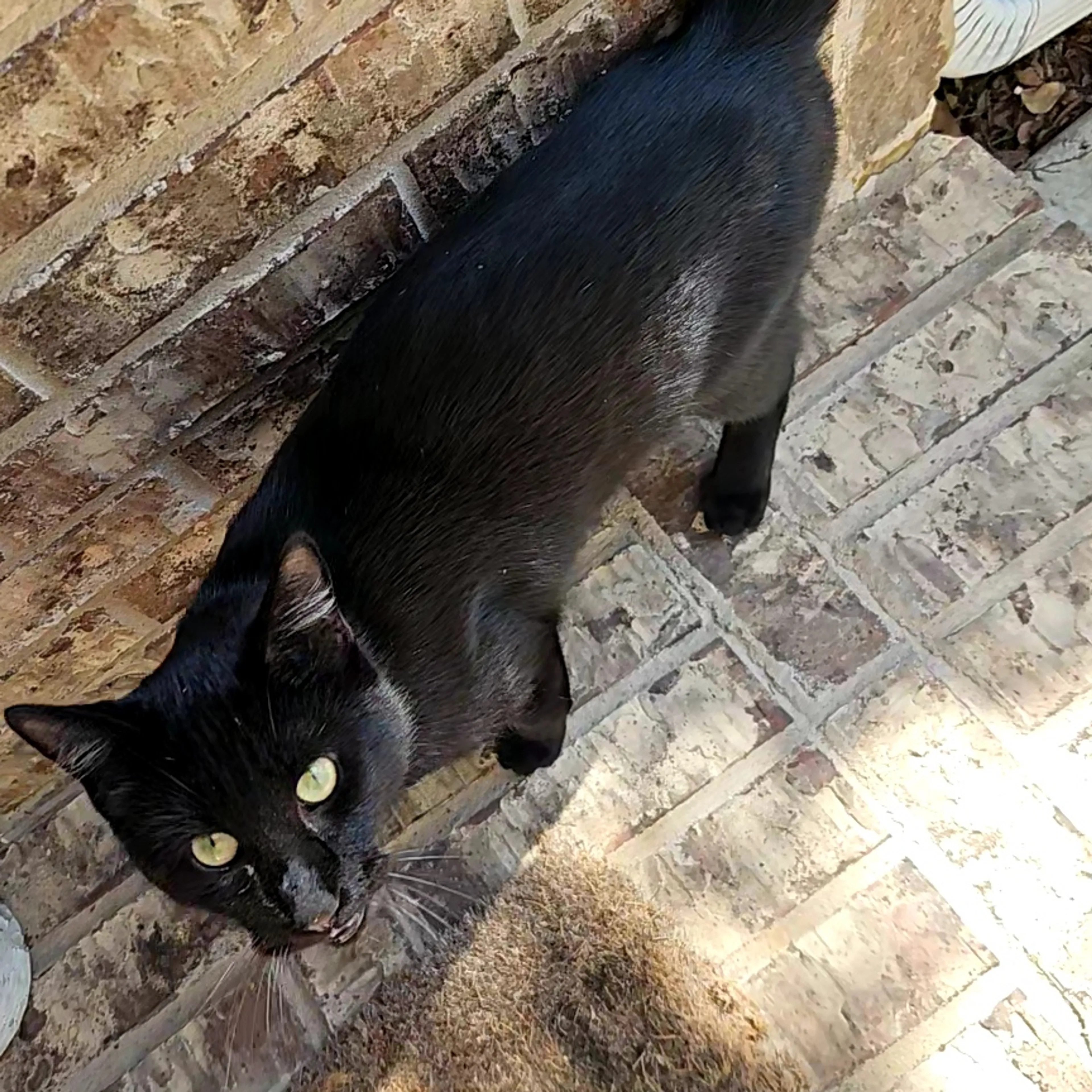 Found pet-2