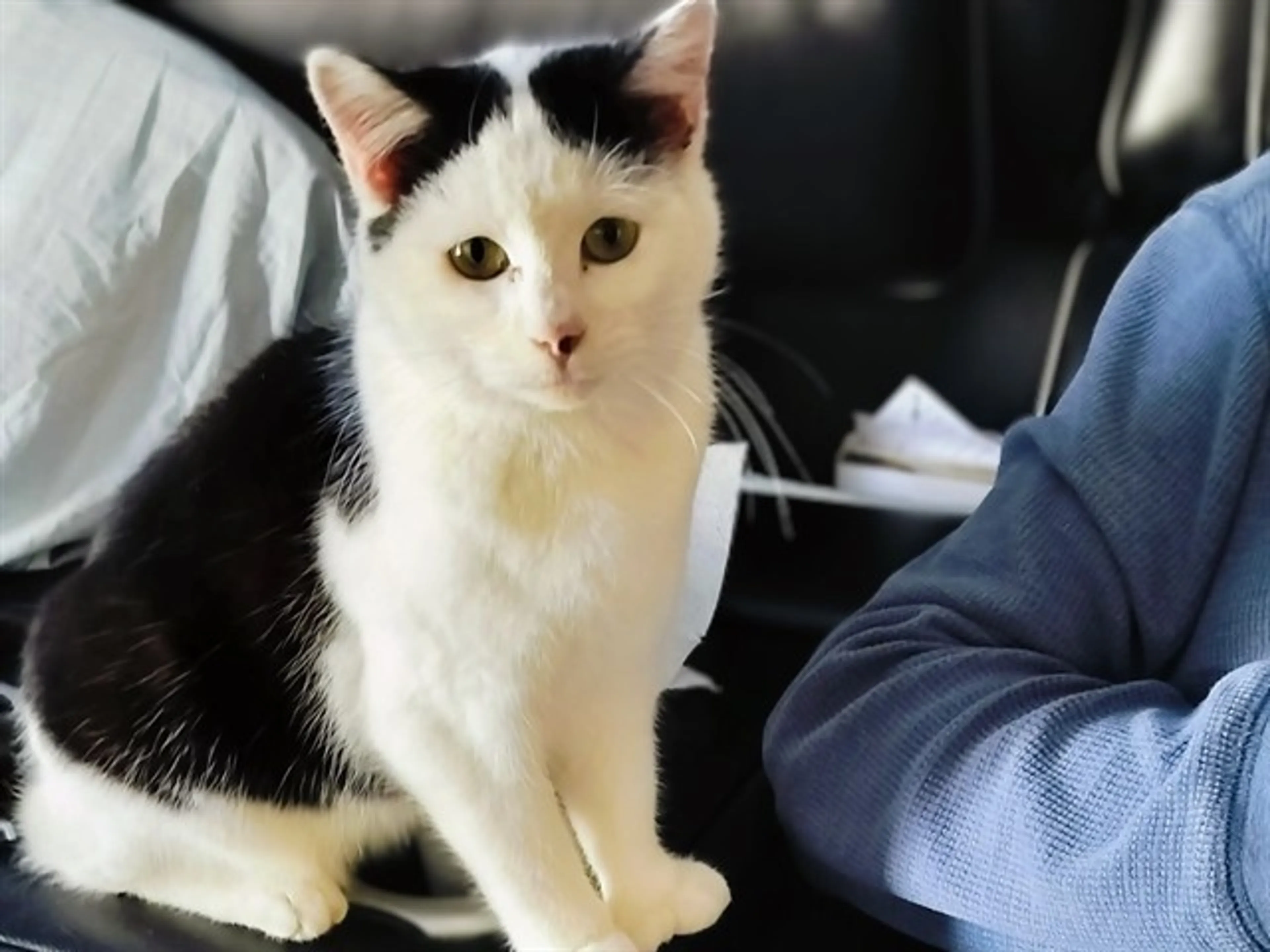 Found pet