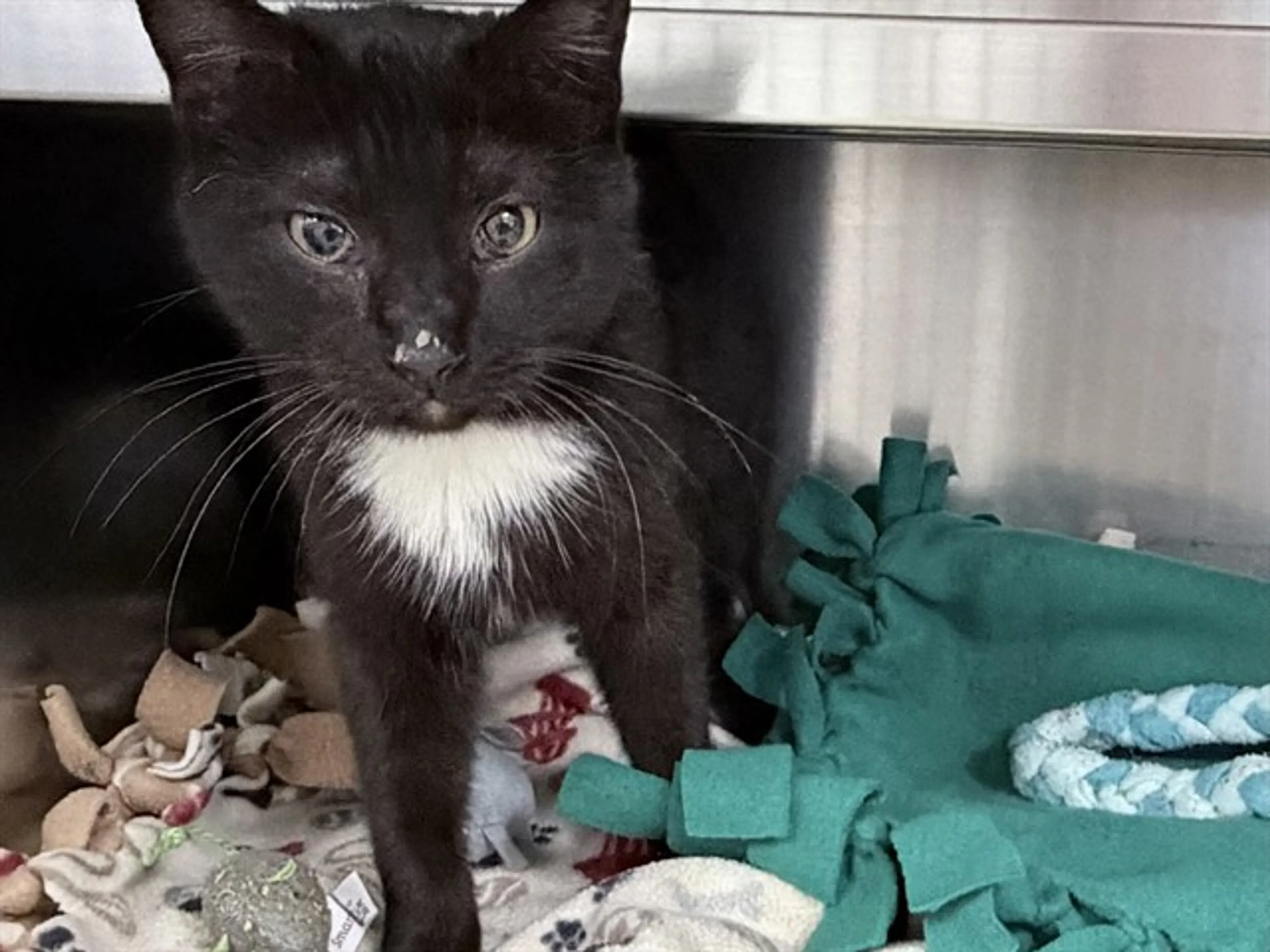 Found pet